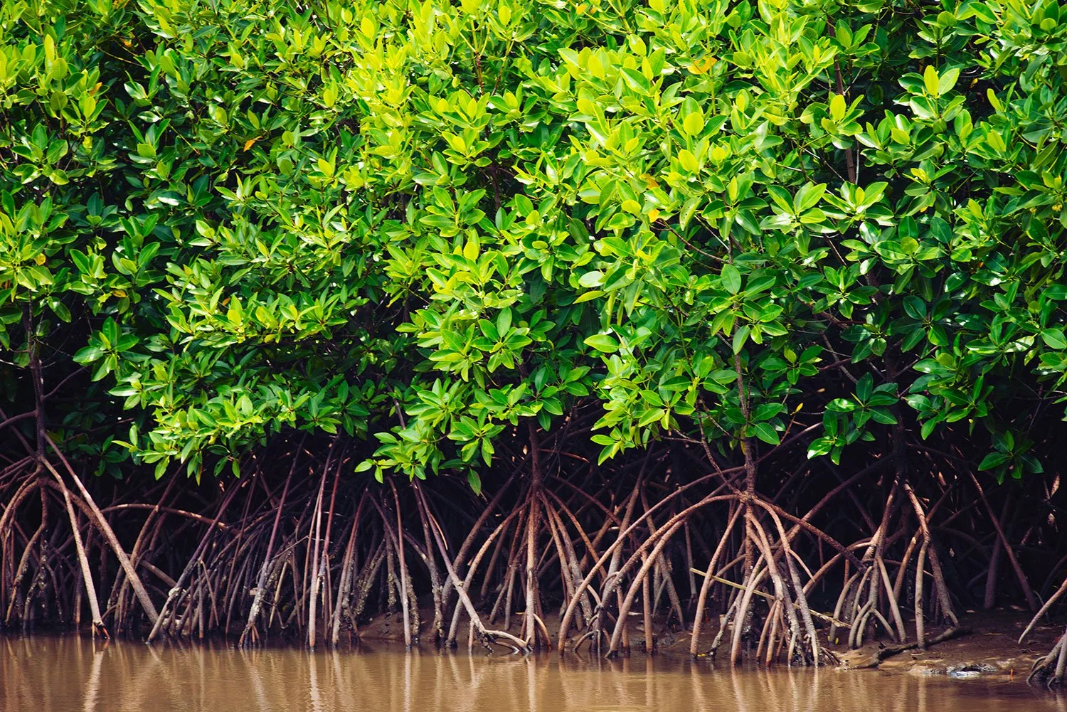 MANGROVE TREES SEQUESTER MASSIVE AMOUNTS OF CARBON — Rapid Reforest