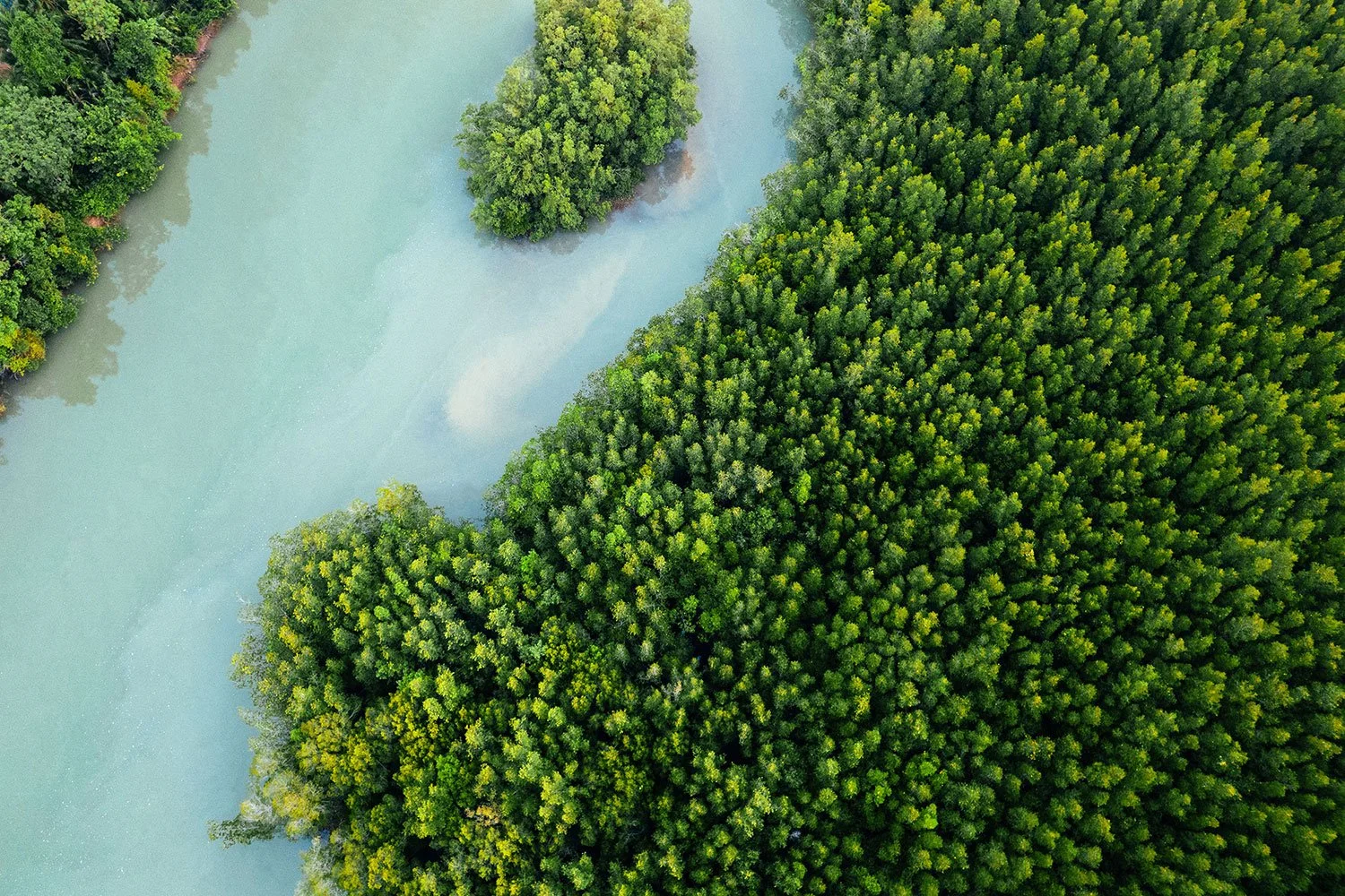MANGROVE TREES SEQUESTER MASSIVE AMOUNTS OF CARBON — Rapid Reforest