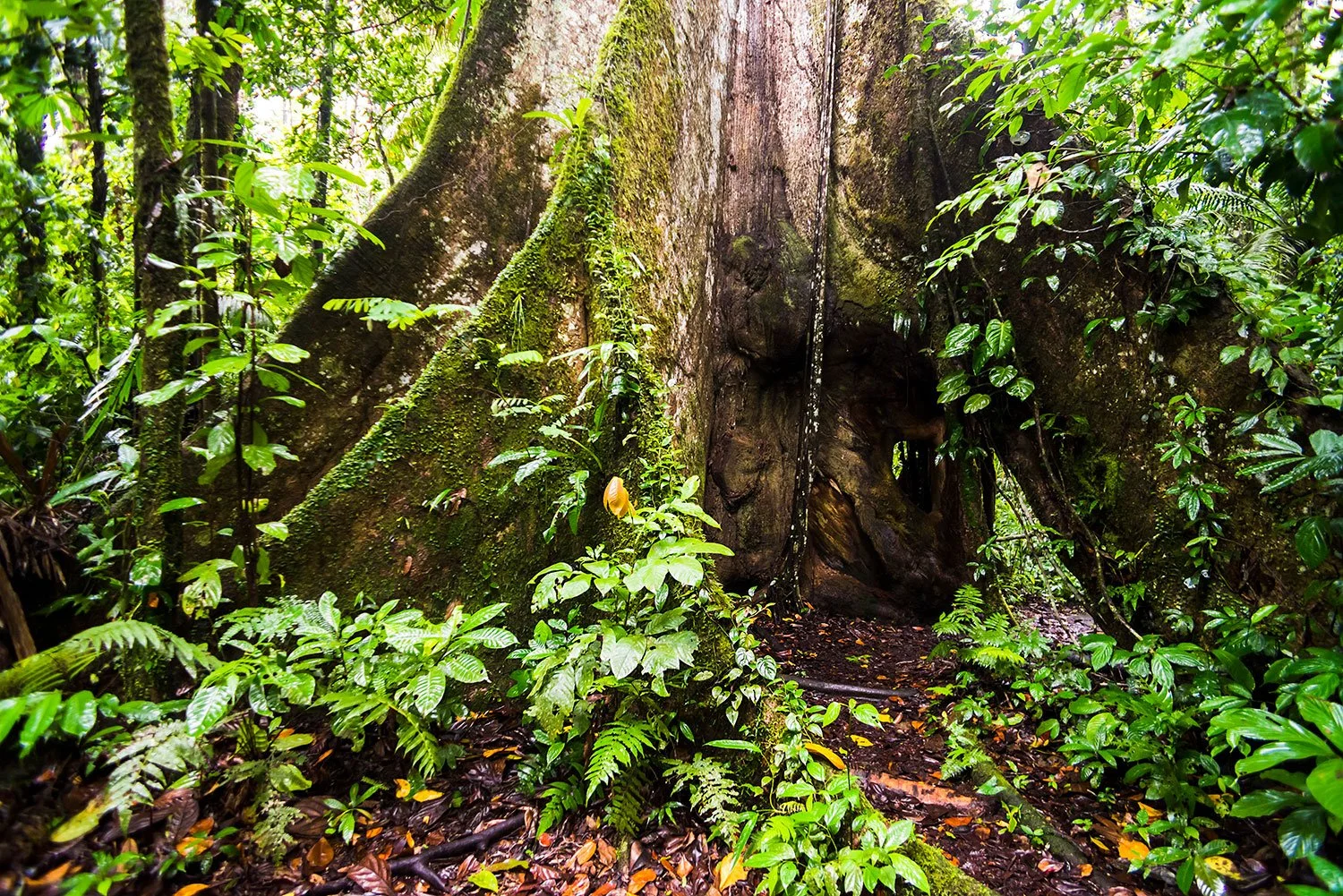 THE AMAZON RAINFOREST OUR MOST IMPORTANT ECOSYSTEM — Rapid Reforest
