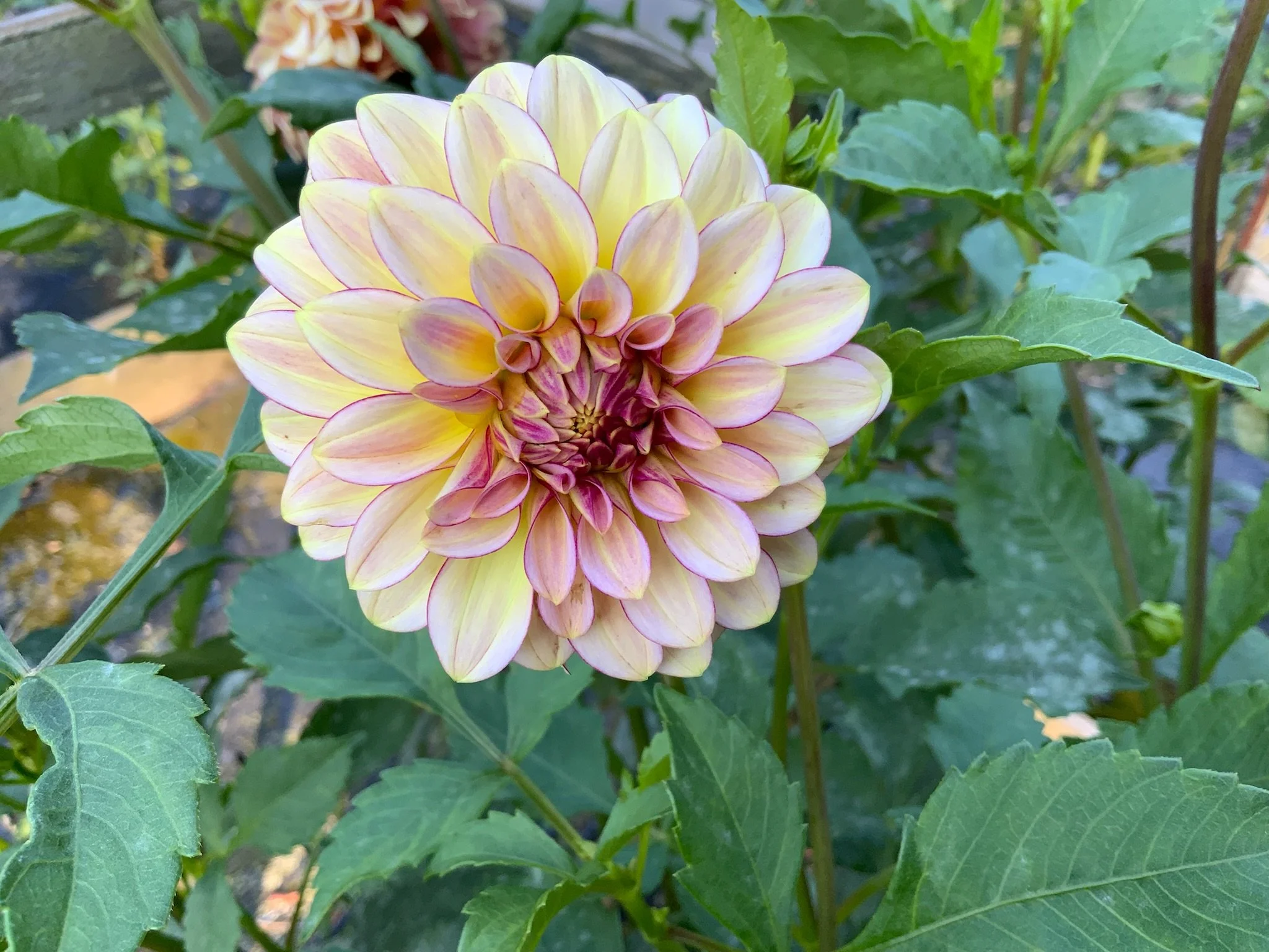 RM Raspberry Twinkle