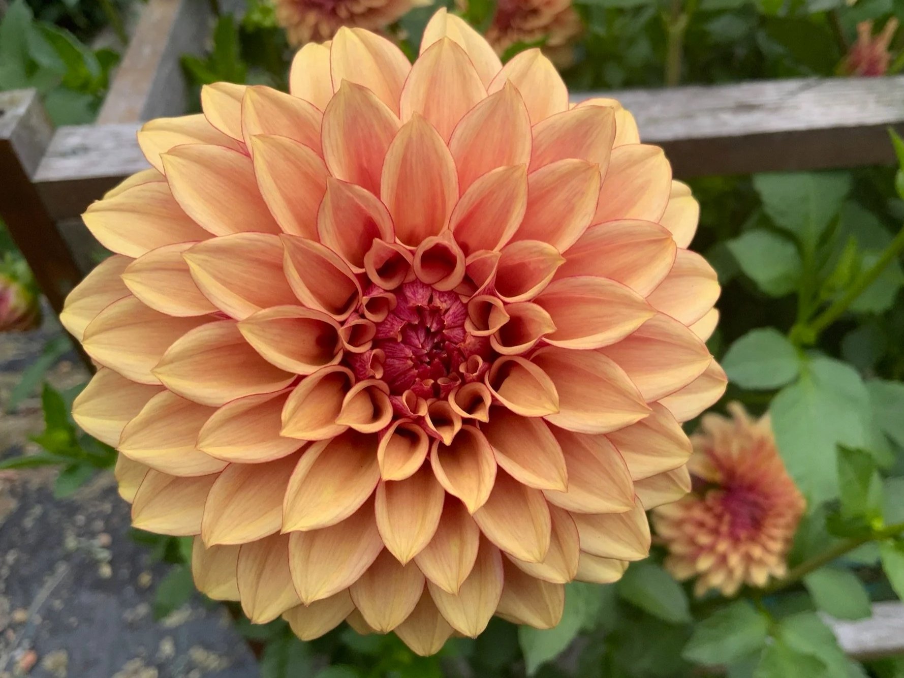 KA's® Creme Brûlée