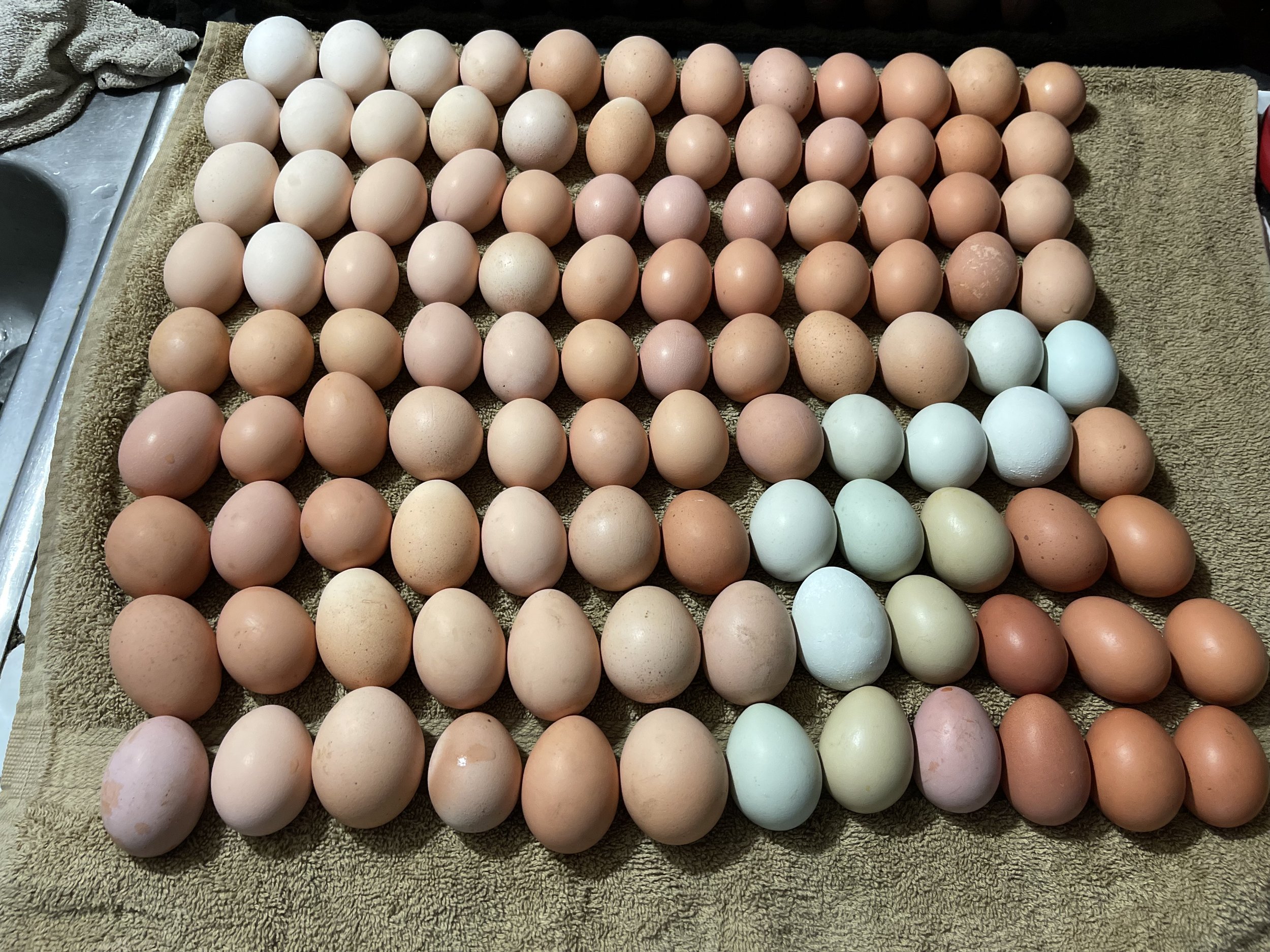 Farm fresh eggs