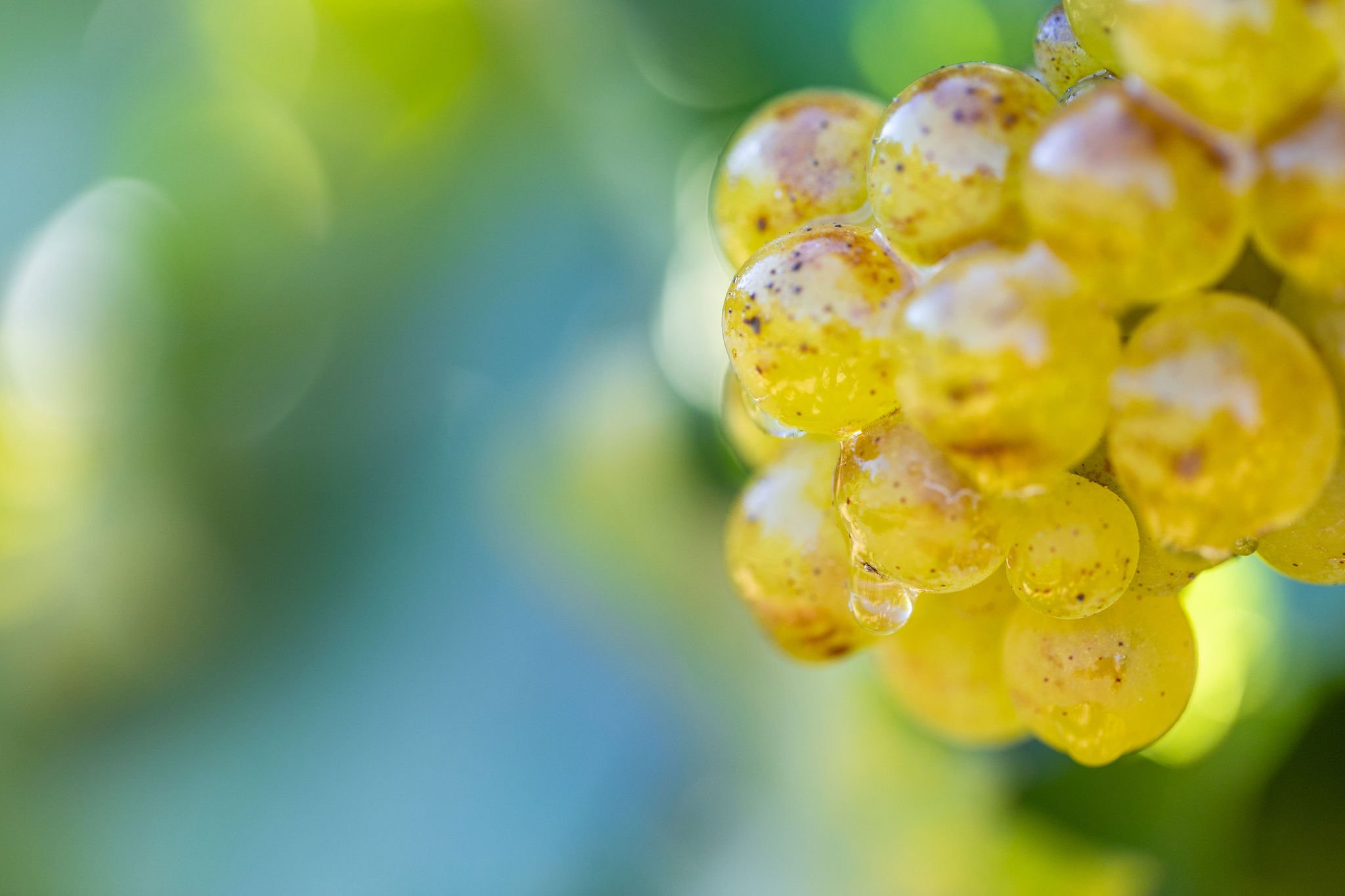 Close-up of yellow grapes with water droplets on a blurred green background.