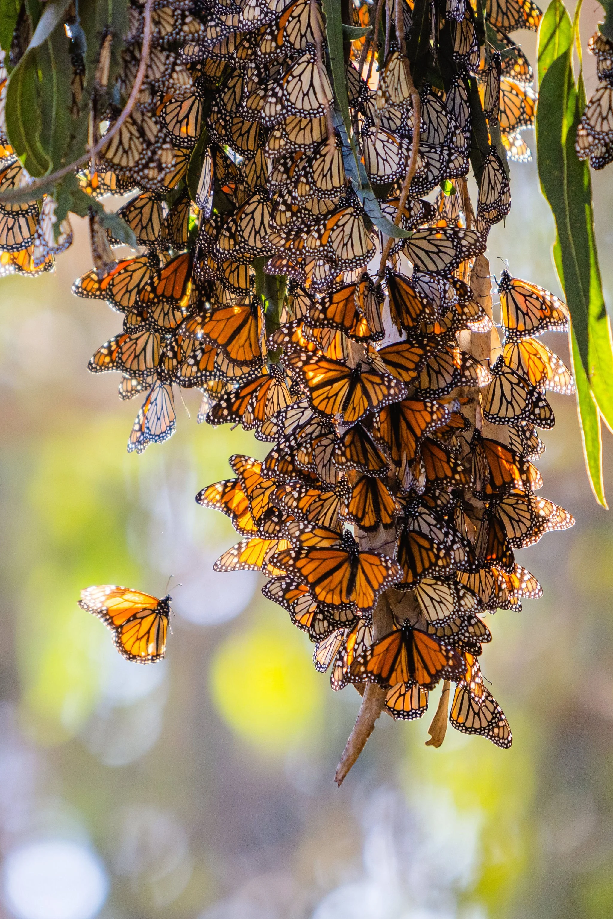 acacia_productions-butterflies-0059.jpg