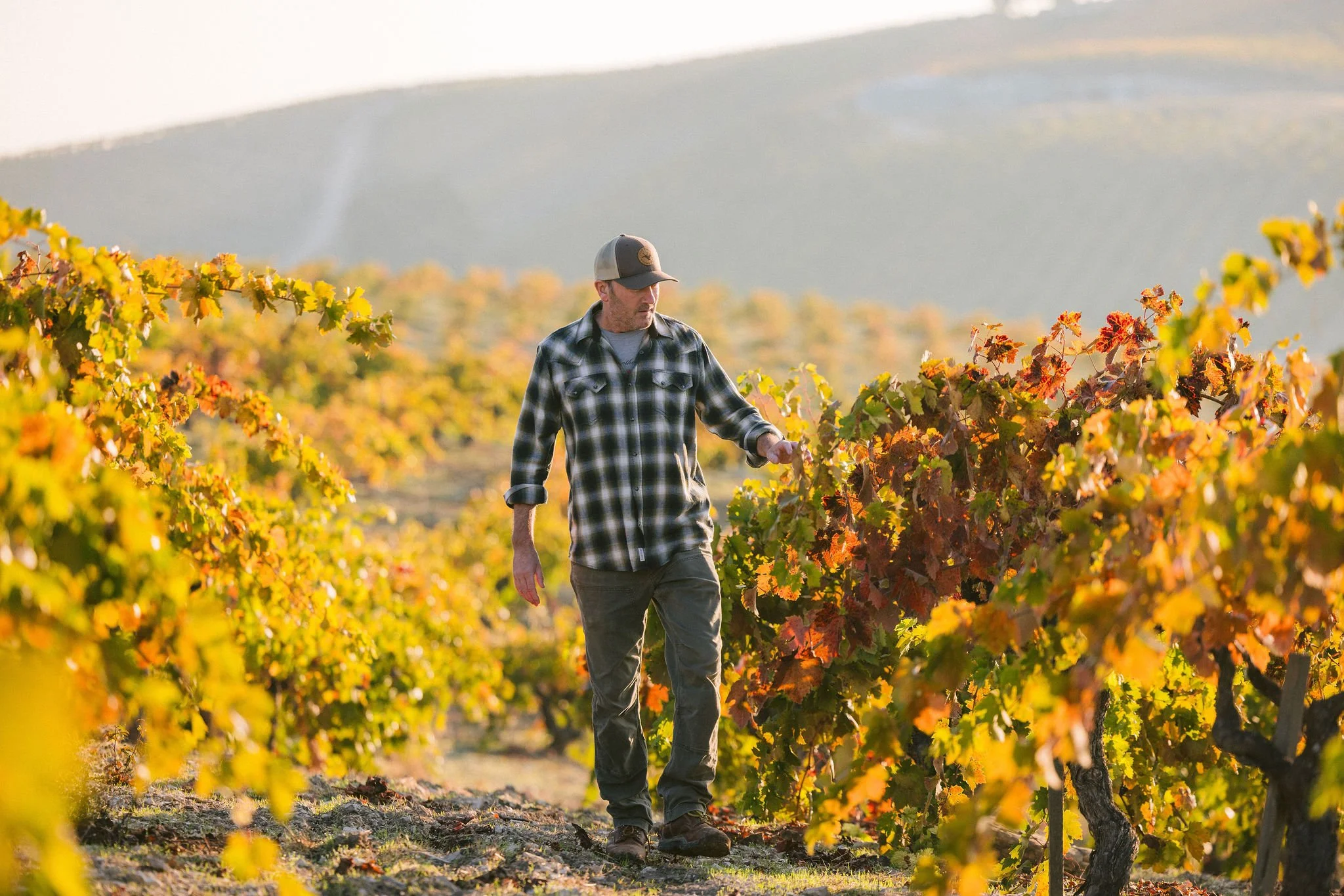 A man wearing a plaid shirt and baseball cap walking through a vineyard with grapevines displaying fall colors during sunset.