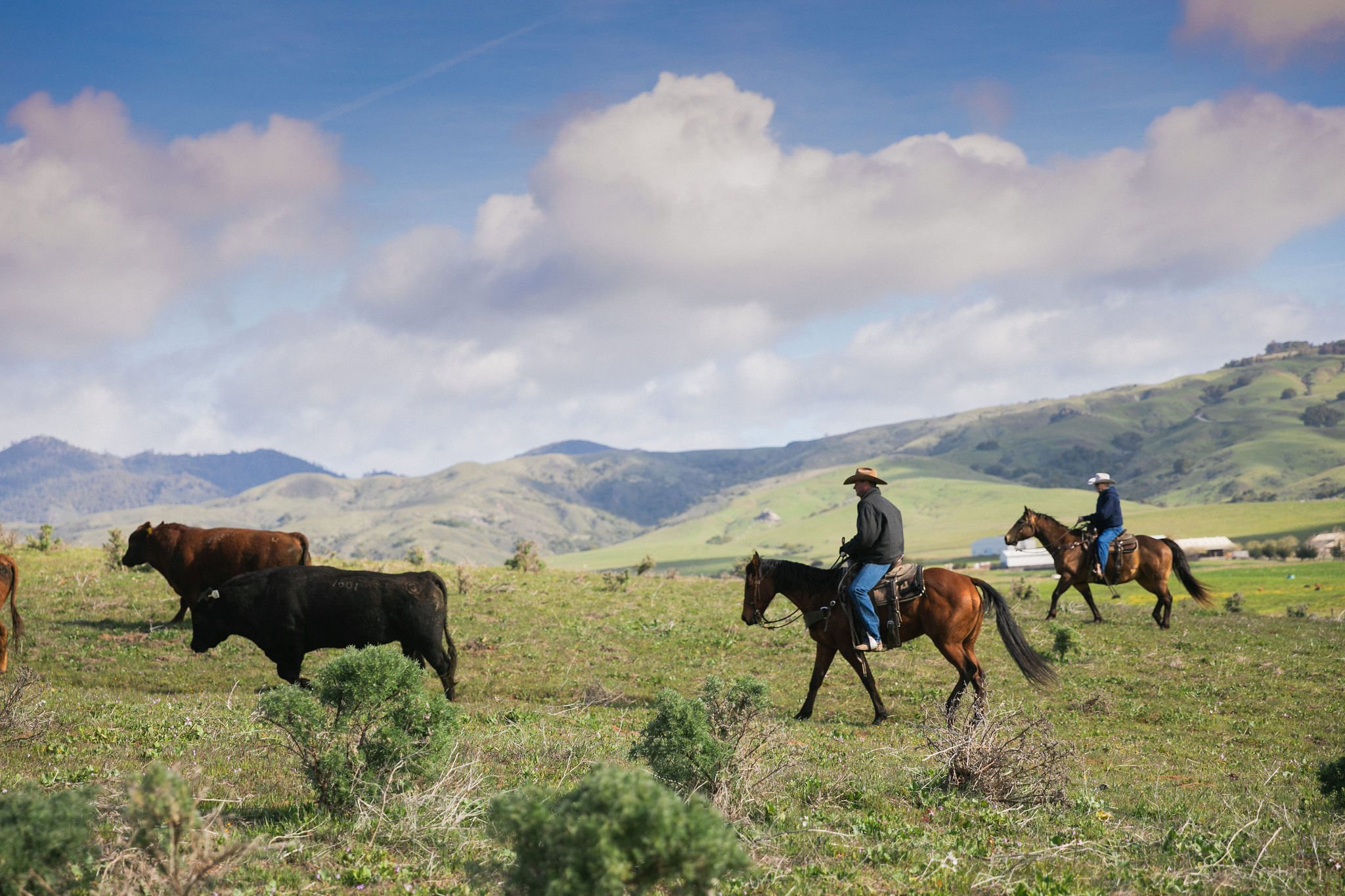 Two cowboys on horseback herding cattle in a grassy landscape with distant mountains.