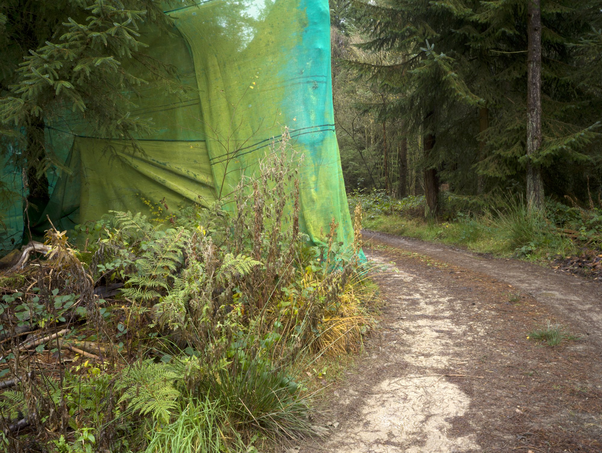 Forest Operations 1 - Archival Pigment Print