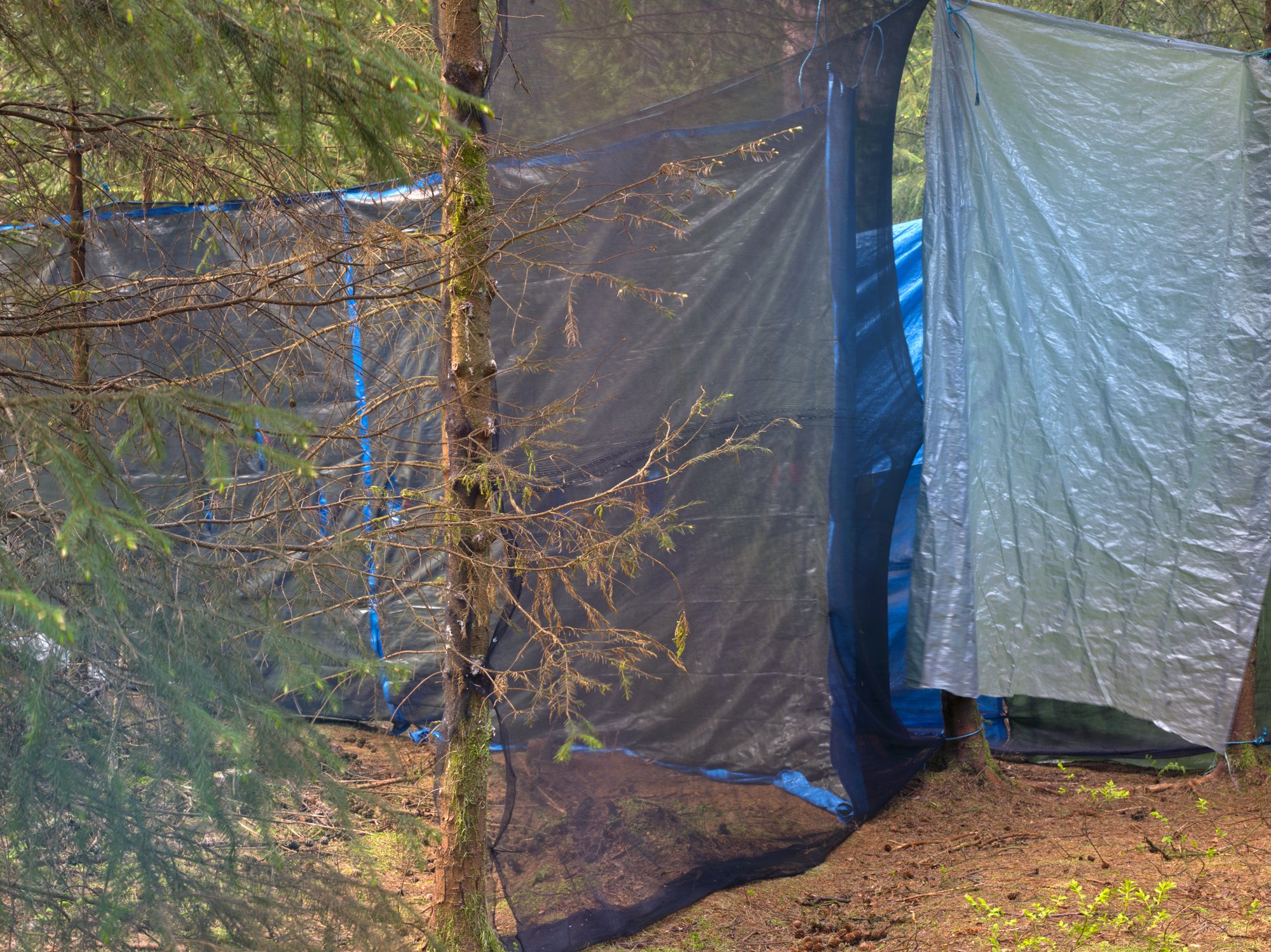 Forest Operations 19 - Archival Pigment Print
