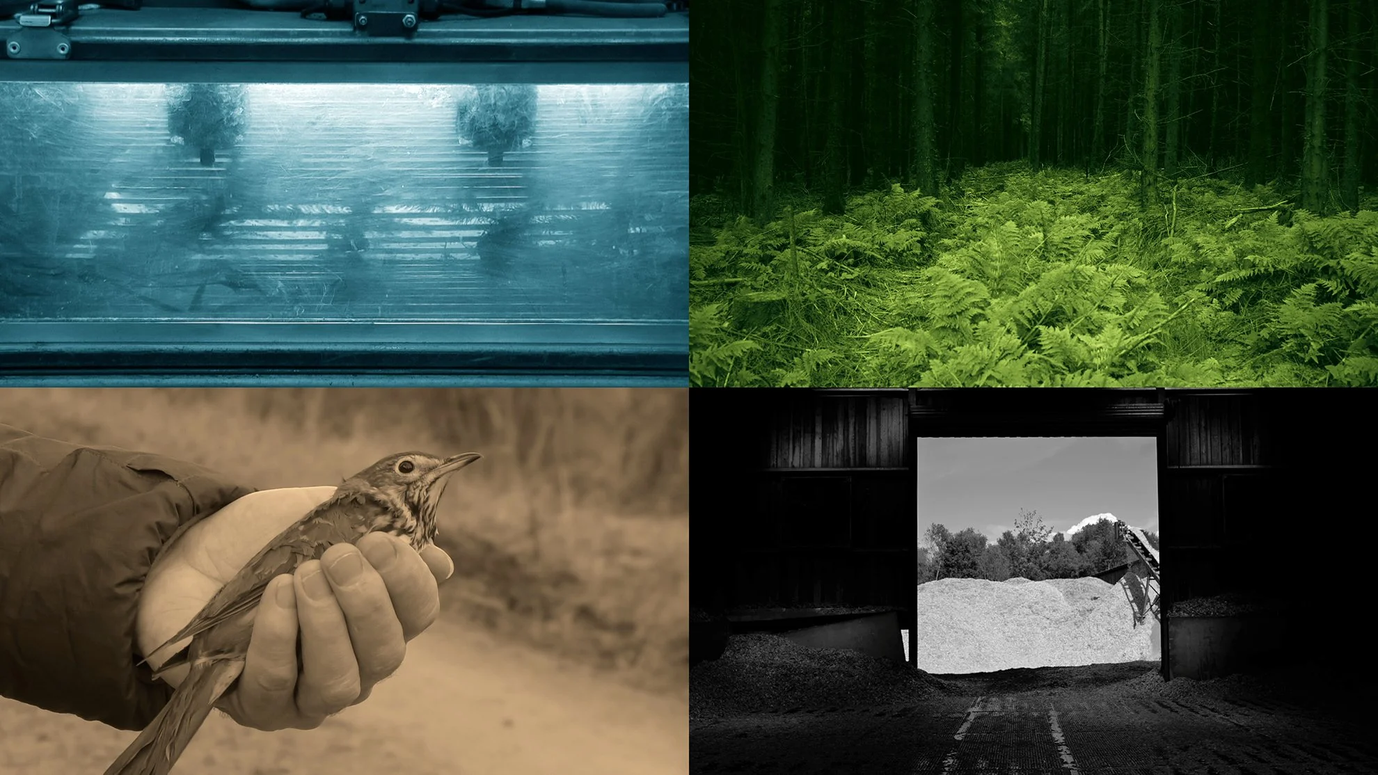 Stills from Wahaha Biota (see Moving Image)