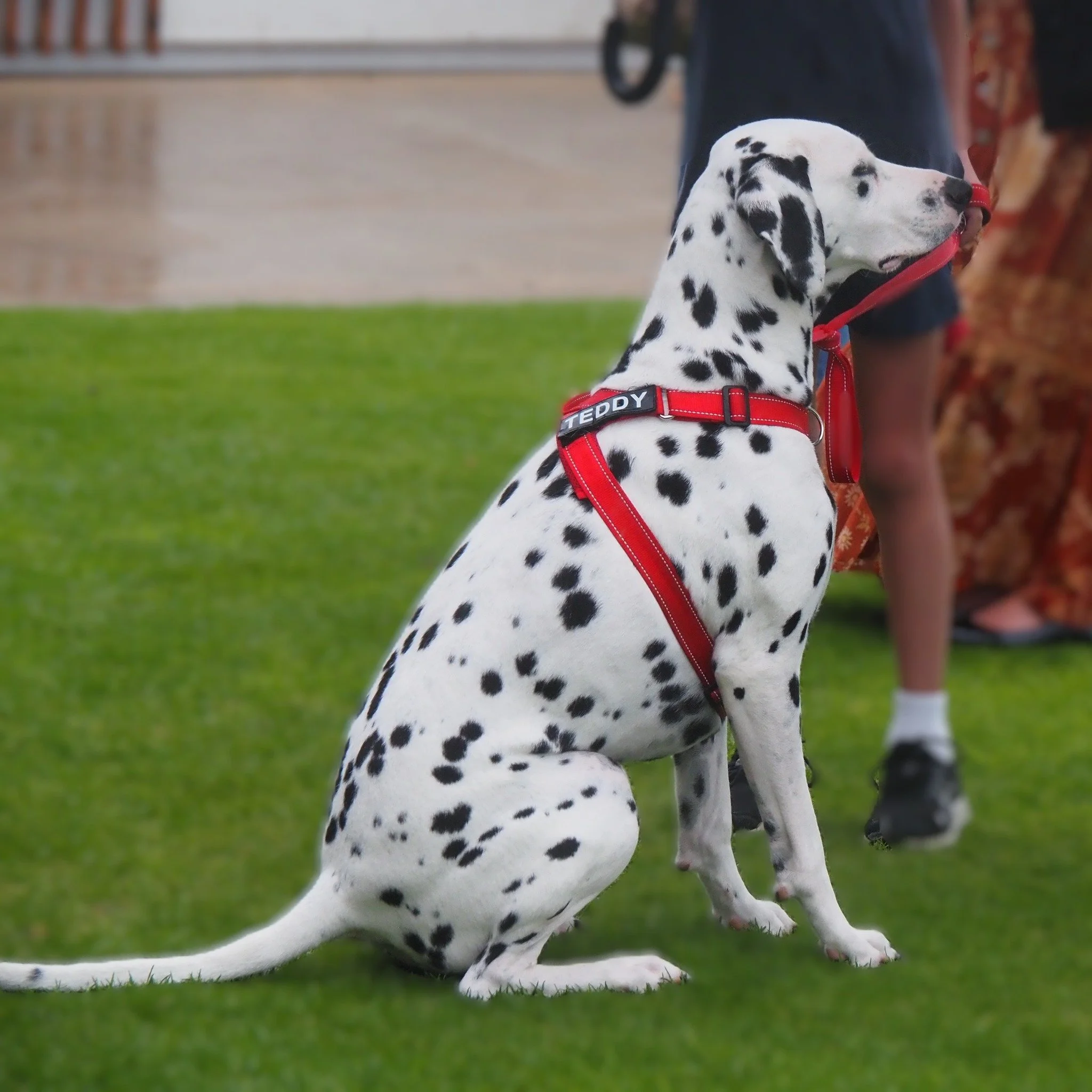 animalmemorialservice31.jpg