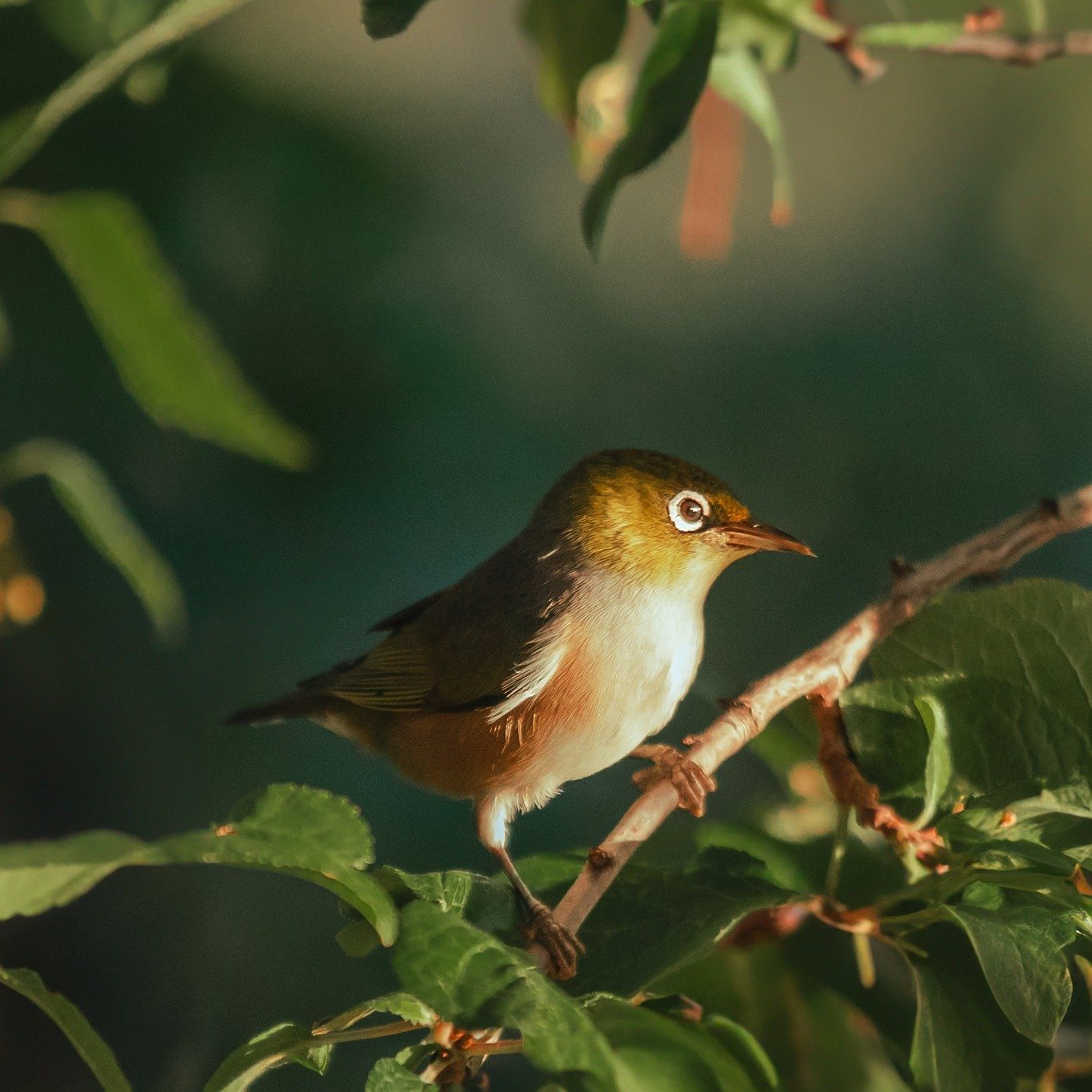 So many gorgeous Silvereyes dancing around my garden at the moment. Had to capture some of the little cuties.