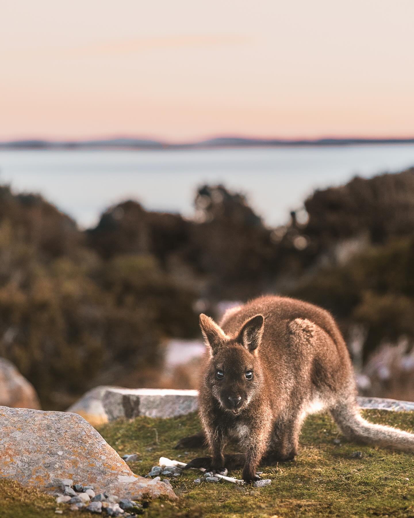Pastel skies, curious wallabies and calm waters across the Great Lake. The perfect evening in the highlands.