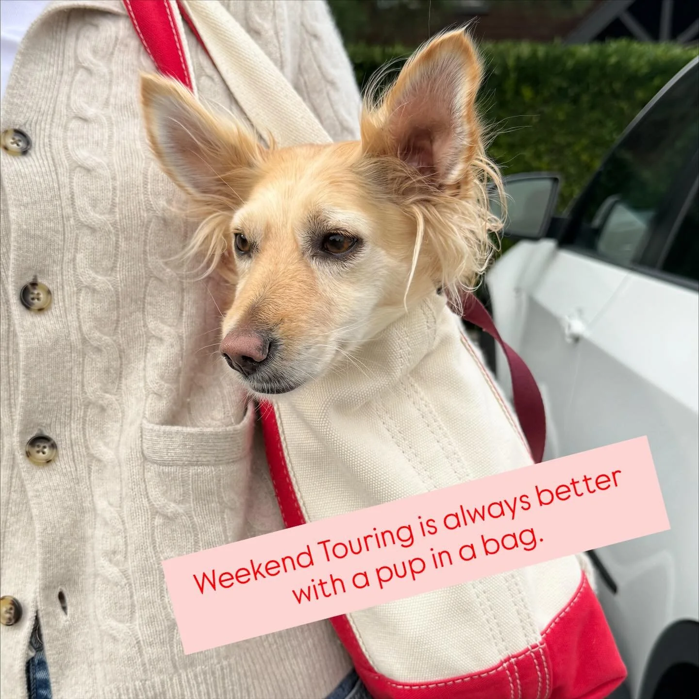 It&rsquo;s important that ALL family members have a say in where you decide to put down roots&hellip;plus it makes touring so much more fun! 

#realtor #pupinabag #marin #marinrealestate #sftomarin #crossingthebridge #sfrealestate #sfrealestateagent 