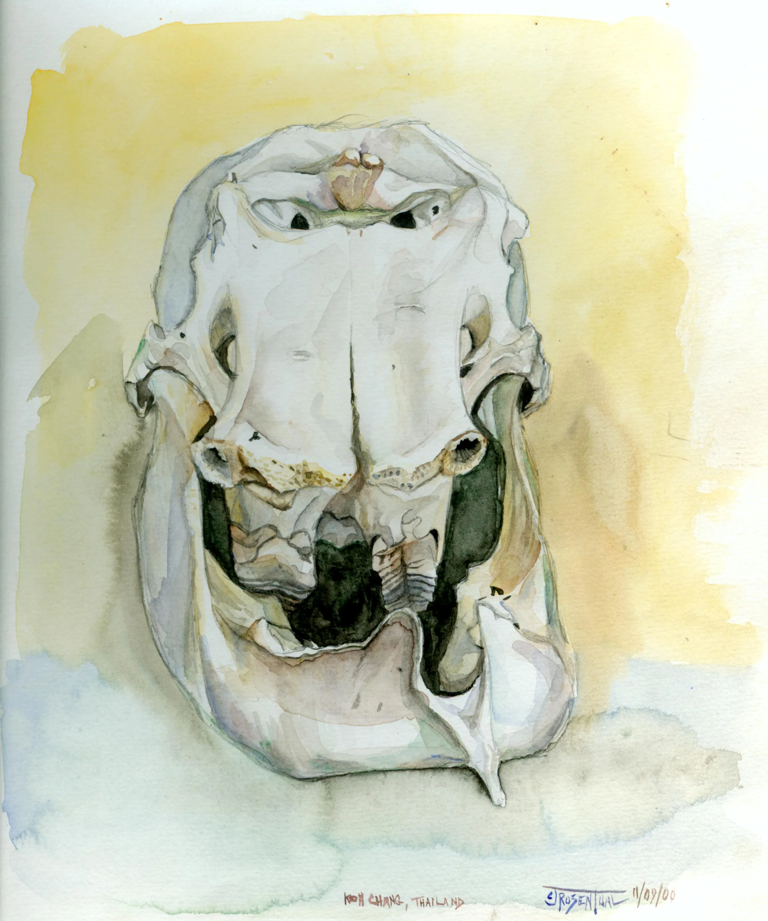 Elephant Skull