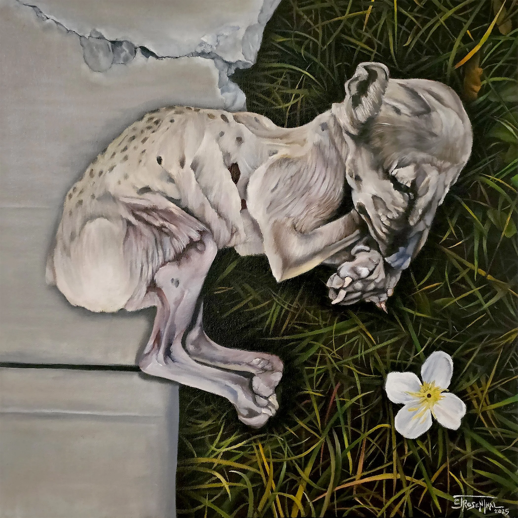 Little Fox, 2025, oil on canvas, 20"x20"