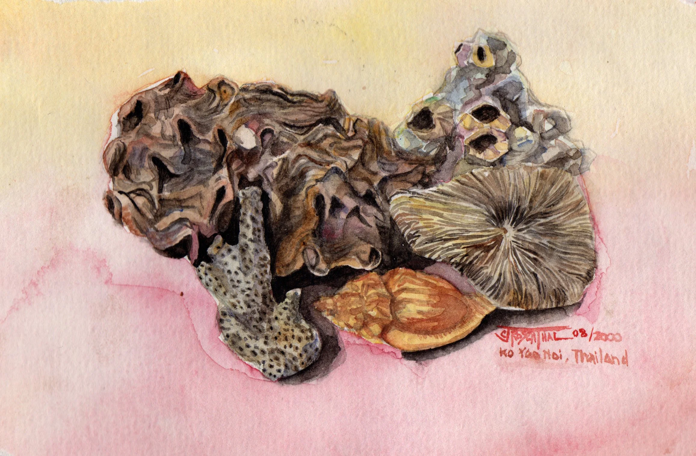 Shells