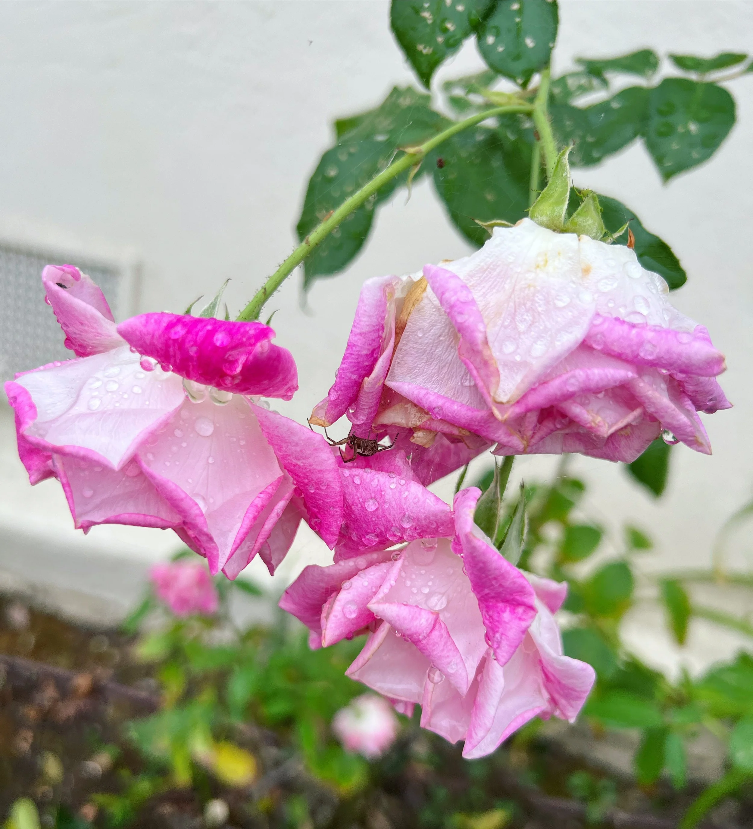 Musings from a Morning Walk