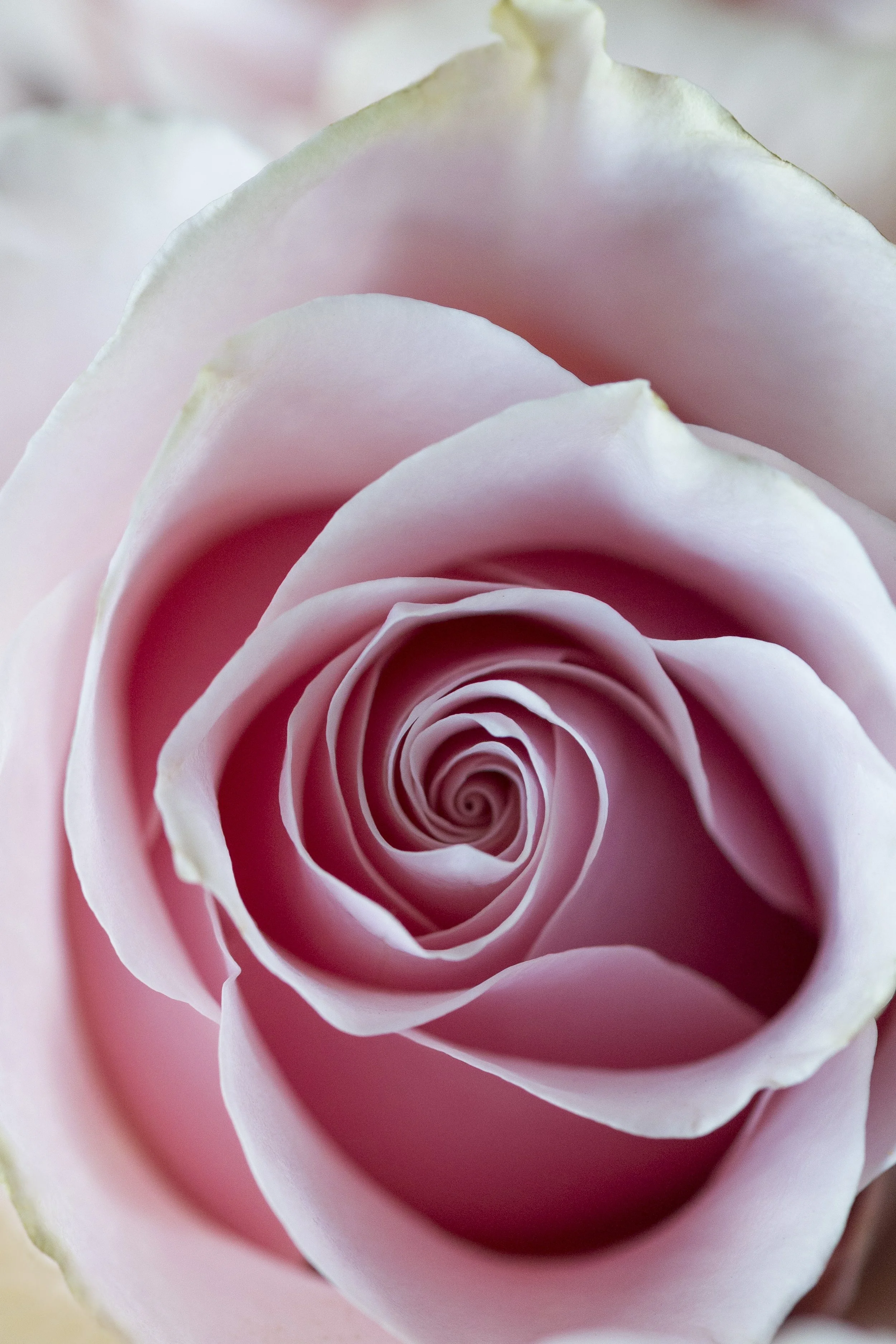 rose_macro1_1.jpg