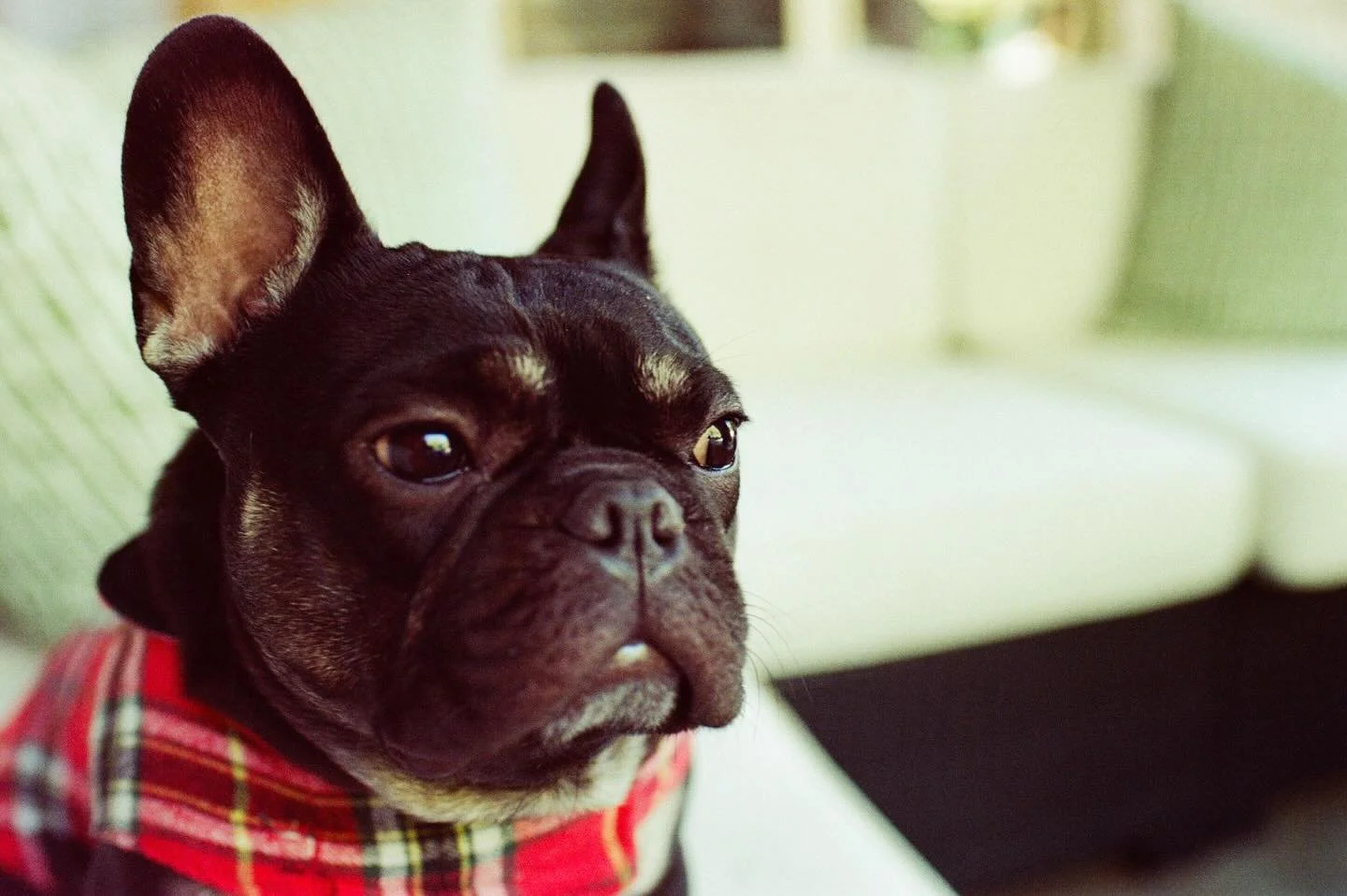 Thinking about all the chaos I will bring today. #frenchbulldog #frenchiesociety #nikonf100 #kodakfilm