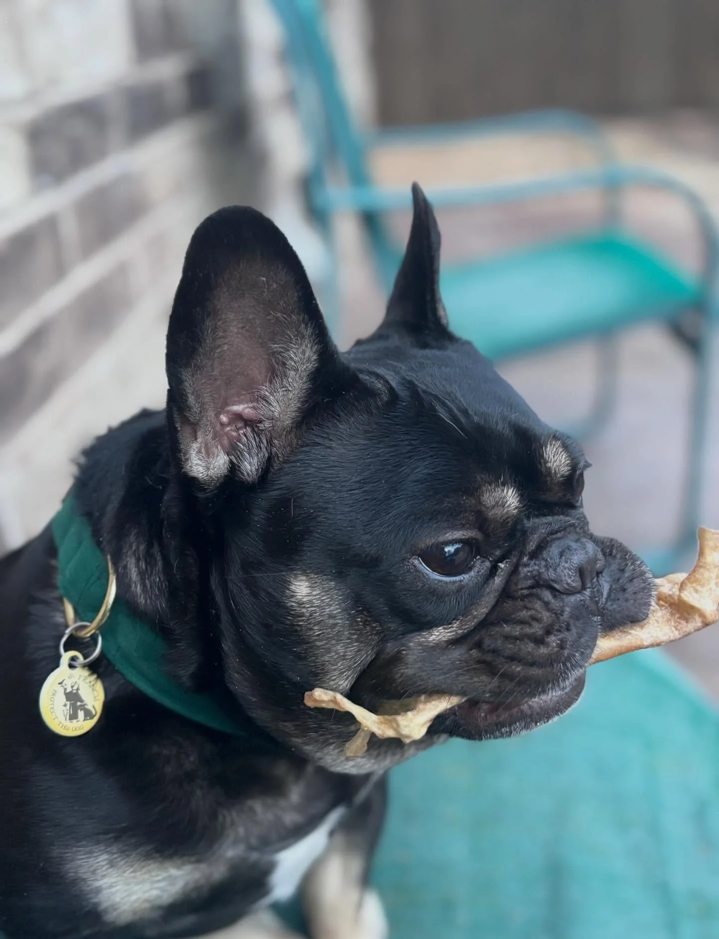 Watching the squirrels tear up my mom&rsquo;s cushions and not doing a damn thing about it. #frenchie #frenchiesgram #frenchbulldog