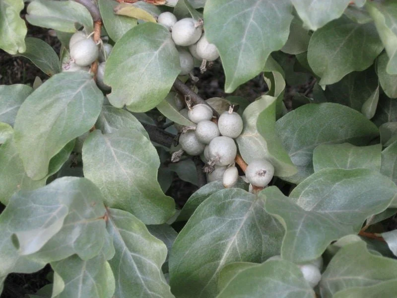 eleagnus-commutata-wolf-willow-418243825.jpg
