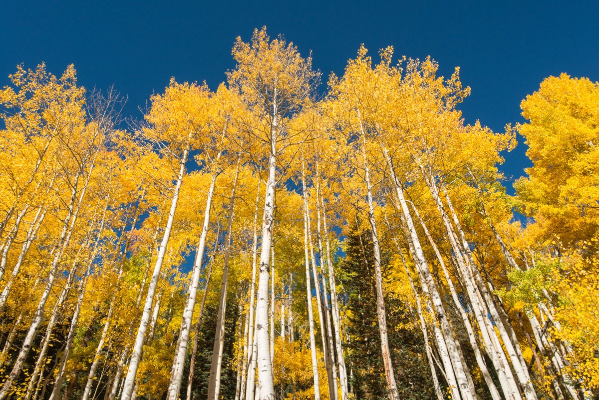 aspen.jpg