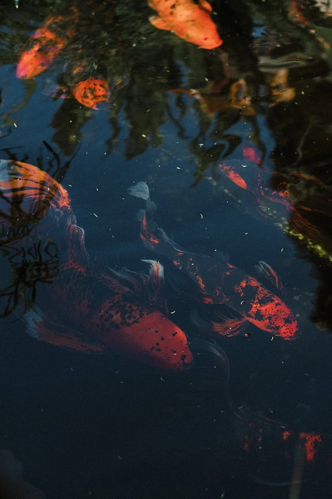 Koi pond detail at a private estate wedding in Los Angeles.