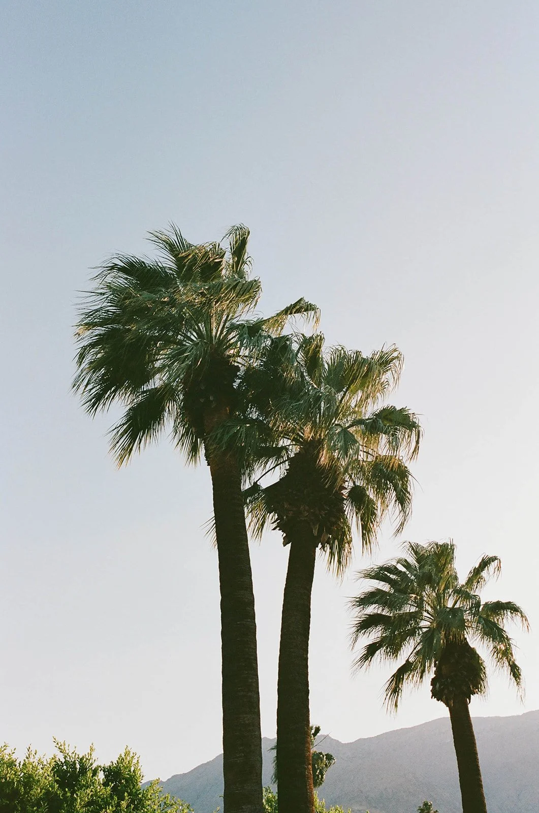 Palm trees at a Palm Springs wedding venue.
