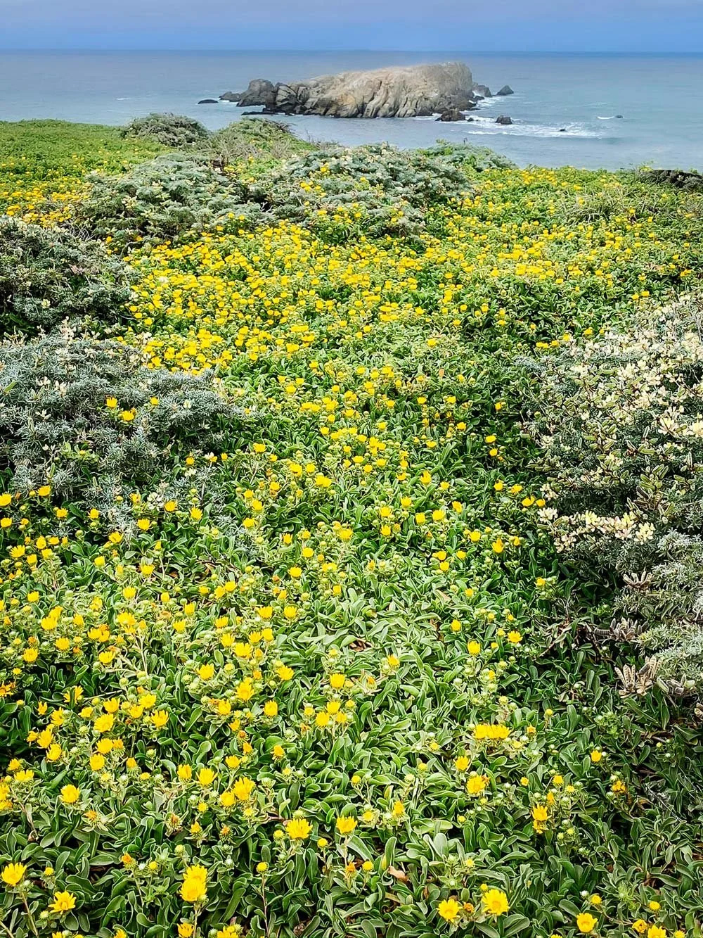 Sea Ranch Lodge Wedding Planner