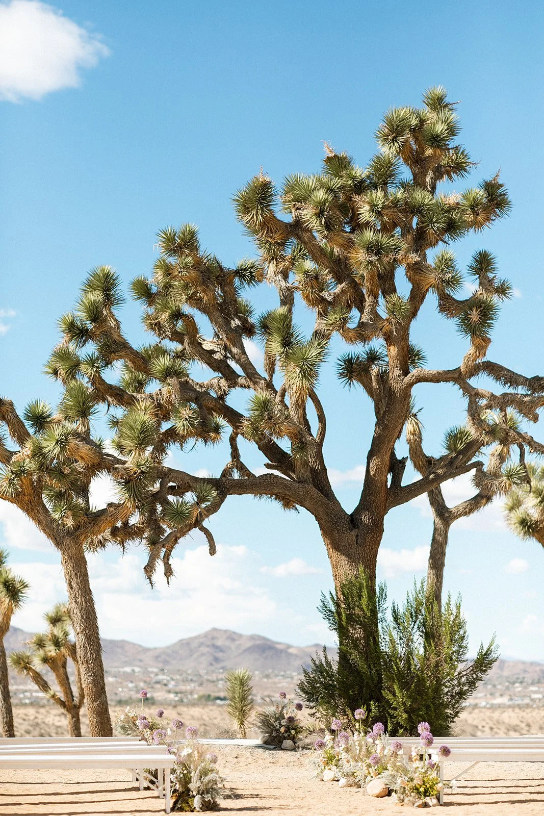 Modern Joshua Tree