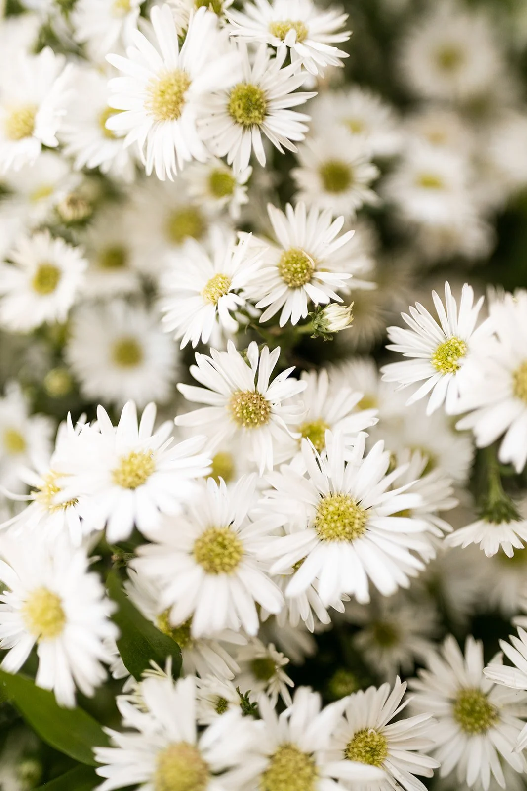 White daisy bouquet styled for a Joshua Tree wedding.