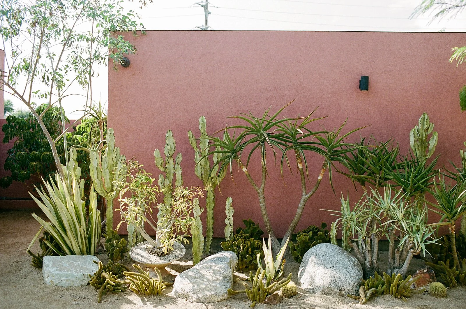 Desert-inspired landscaping detail at a Los Angeles wedding venue.