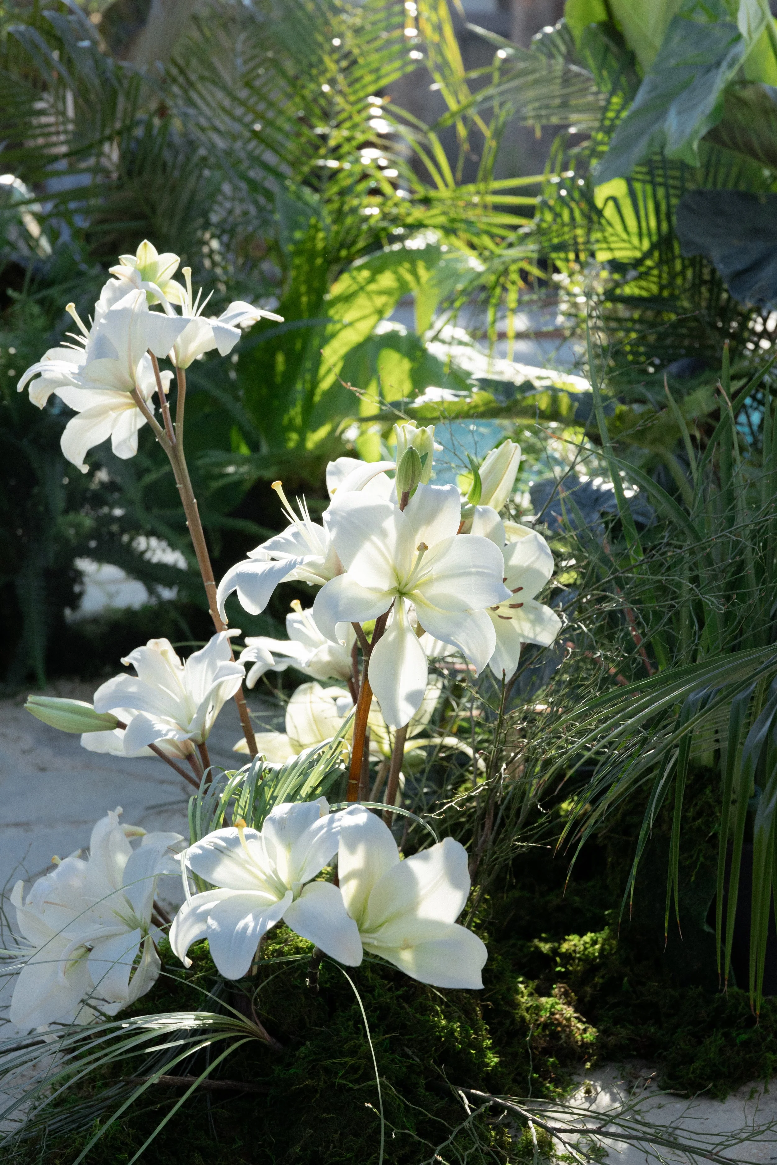 Cluster of white lilies in a lush garden with green foliage and sunlight.