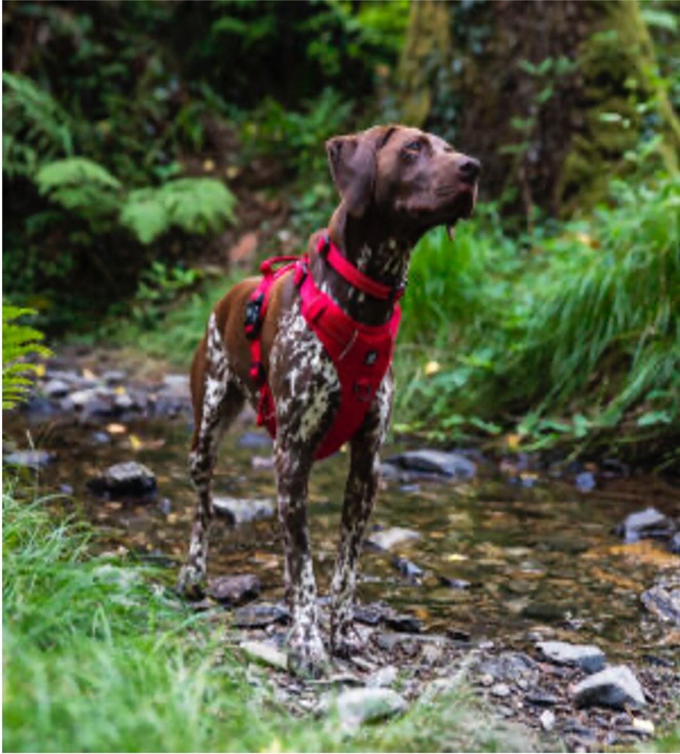 🐶Upgrade your dog&rsquo;s walking experience with these durable and stylish dog harnesses. 🐾Pawshtails harness features multifunctional design for you and your dog:
🐾No pull design, perfect for dogs who pull with no stress on your dog&rsquo;s neck