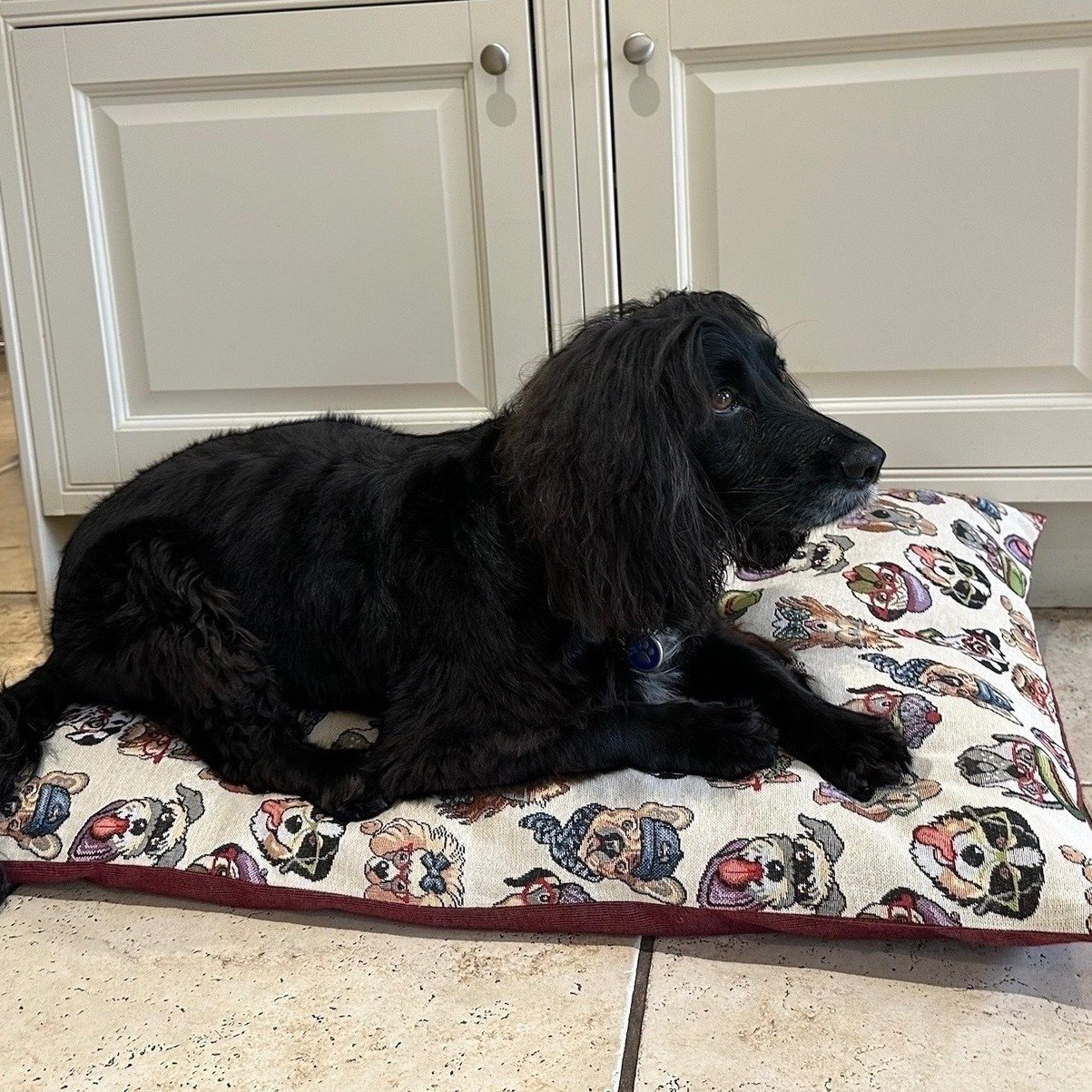 👉Introducing our new classic dog mattress bed .🐾Give your pet the luxury they deserve with our tapestry mattress a blend of comfort, craftsmanship and durability. Filled with 100% English wool, naturally hypoallergenic, sustainable and resistant to