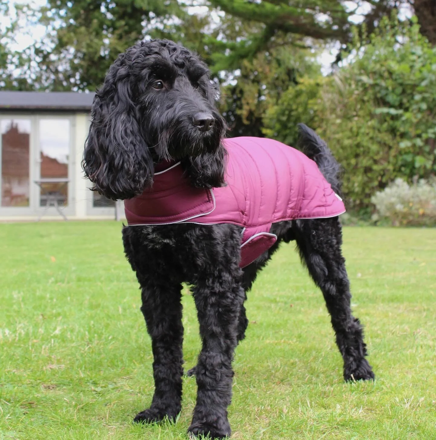Keep your dog warm, dry, and stylish this season! 🐾✨
The Doodlebone Puffer Jacket is the ultimate all-rounder:
🧥 Reversible with 2 stylish colours
💦 Water repellent for those rainy walks
🌙 Reflective piping for safer strolls, day or night
🧵 Quil