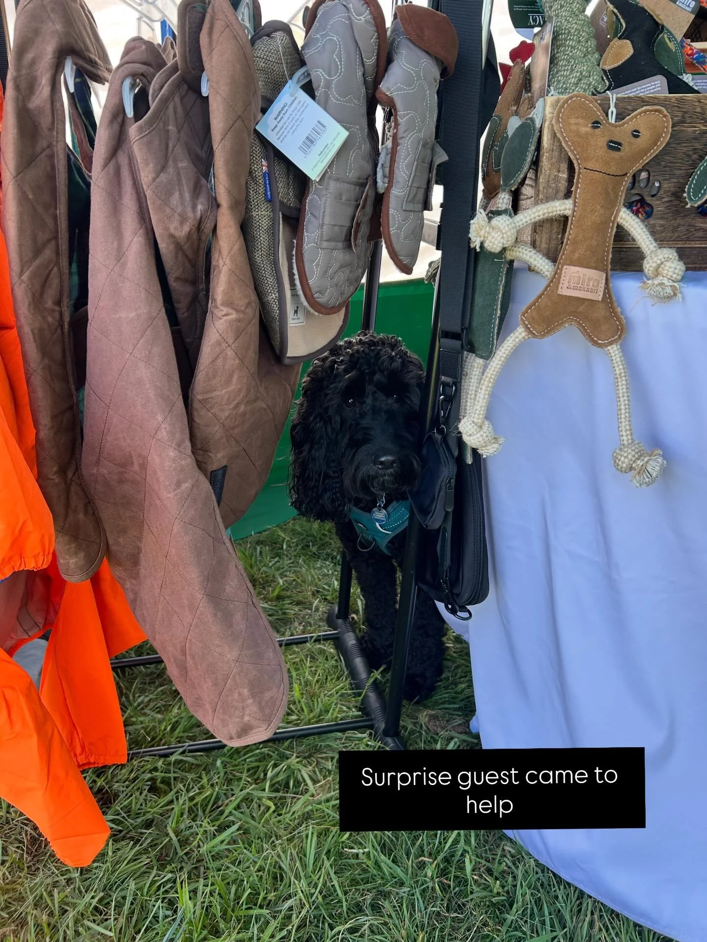 Look who came to help Whistle and Barks at Tetworth Horse Trials today 🐾🐾 www.whistleandbarks.co.uk