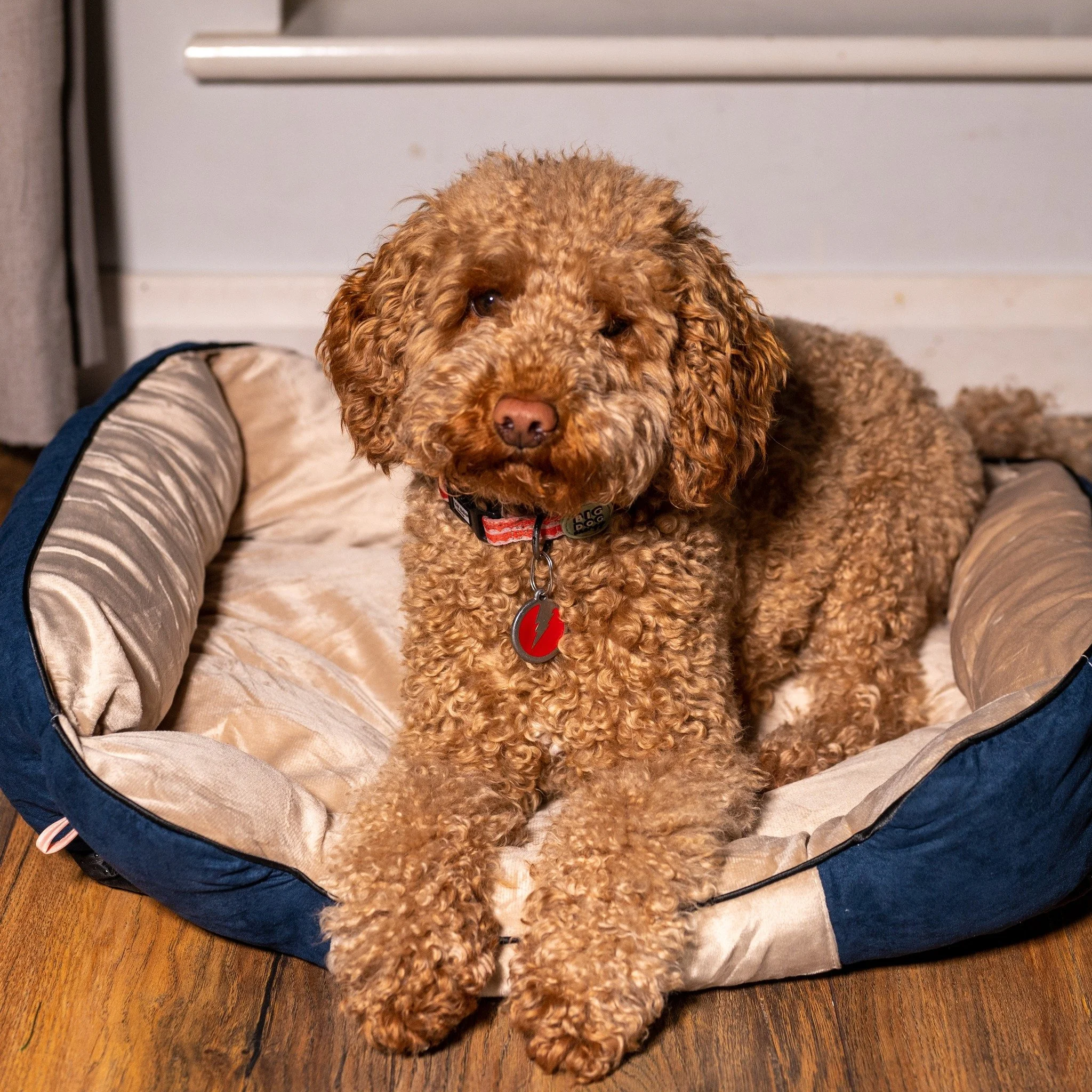 Give your pet the comfort they truly deserve 🐾✨
Introducing the Luxury Velvet Dog Bed by SWIZZPETS&trade; &mdash; where style meets ultimate relaxation. Designed with care and crafted over time, this bed isn&rsquo;t just a place to rest&hellip; it&r