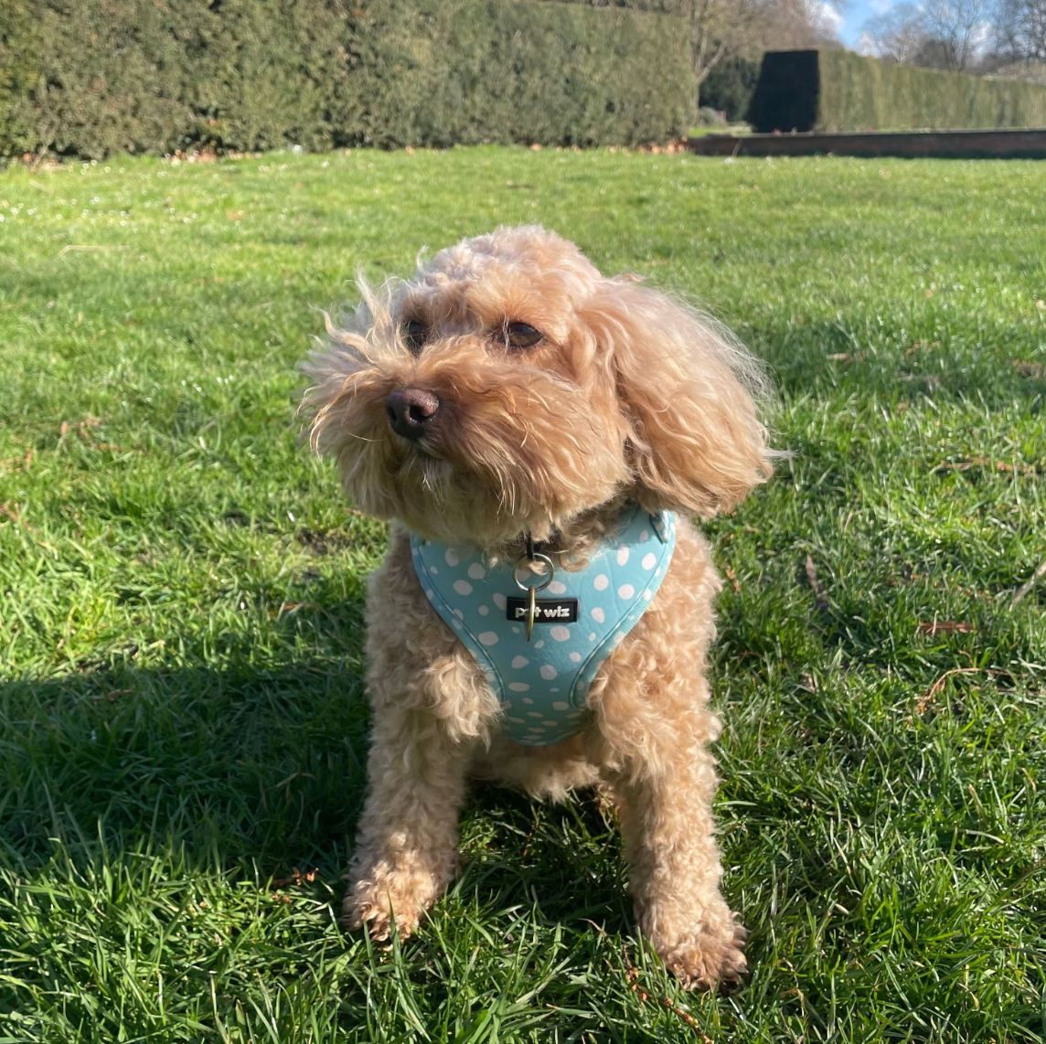 Dotty About You  Dog Bundle - Pet Wiz