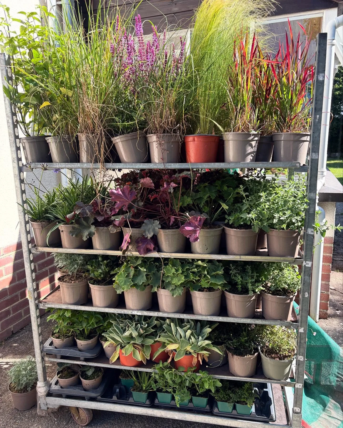 Plant delivery for coastal garden planting in Westward Ho! Fast track order by @west_kington_nurseries. Lawn care and border preparation and then planting next week. All ready for the school holidays. 😎

#gardendesign #devongarden #newbuildgardendes