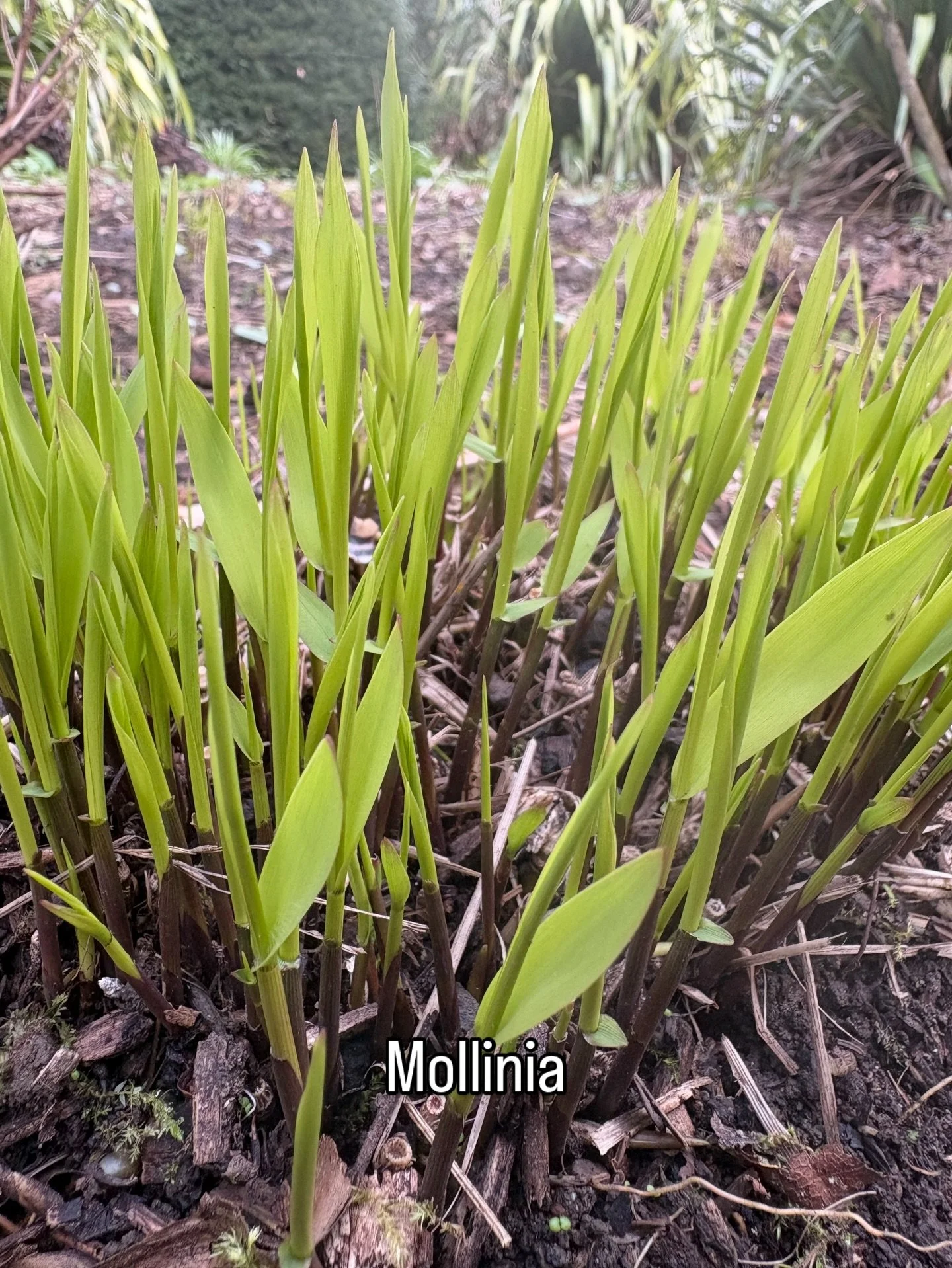 Suddenly it&rsquo;s Spring in the herbaceous borders. Cutting back lots of plants ready for this year&rsquo;s new growth.
#plantsinspring