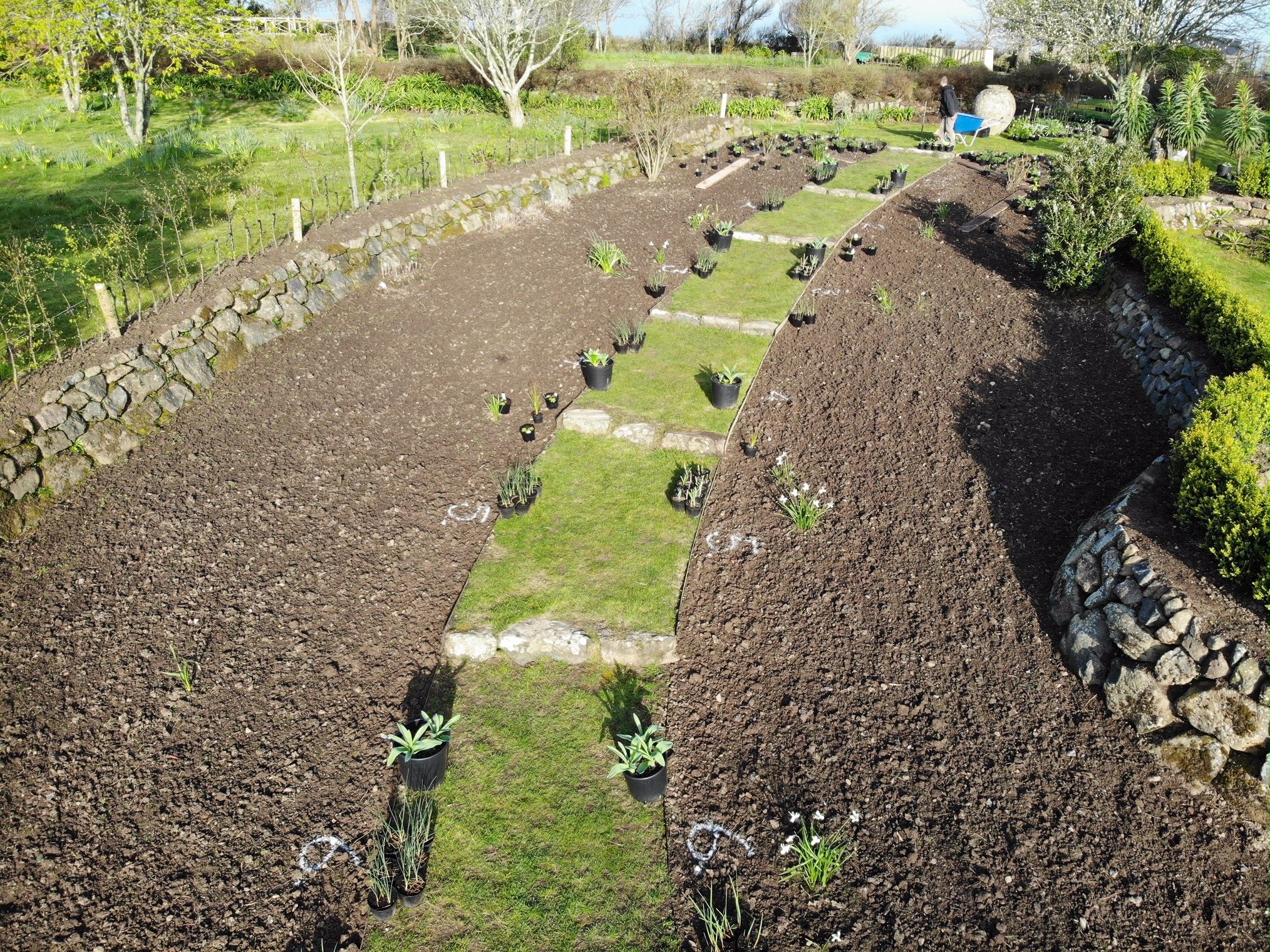Digging out new herbaceous borders and beginning the task of laying our new plants following the planting plan