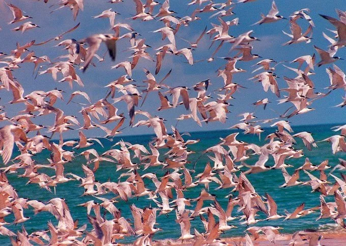 birds2.jpg