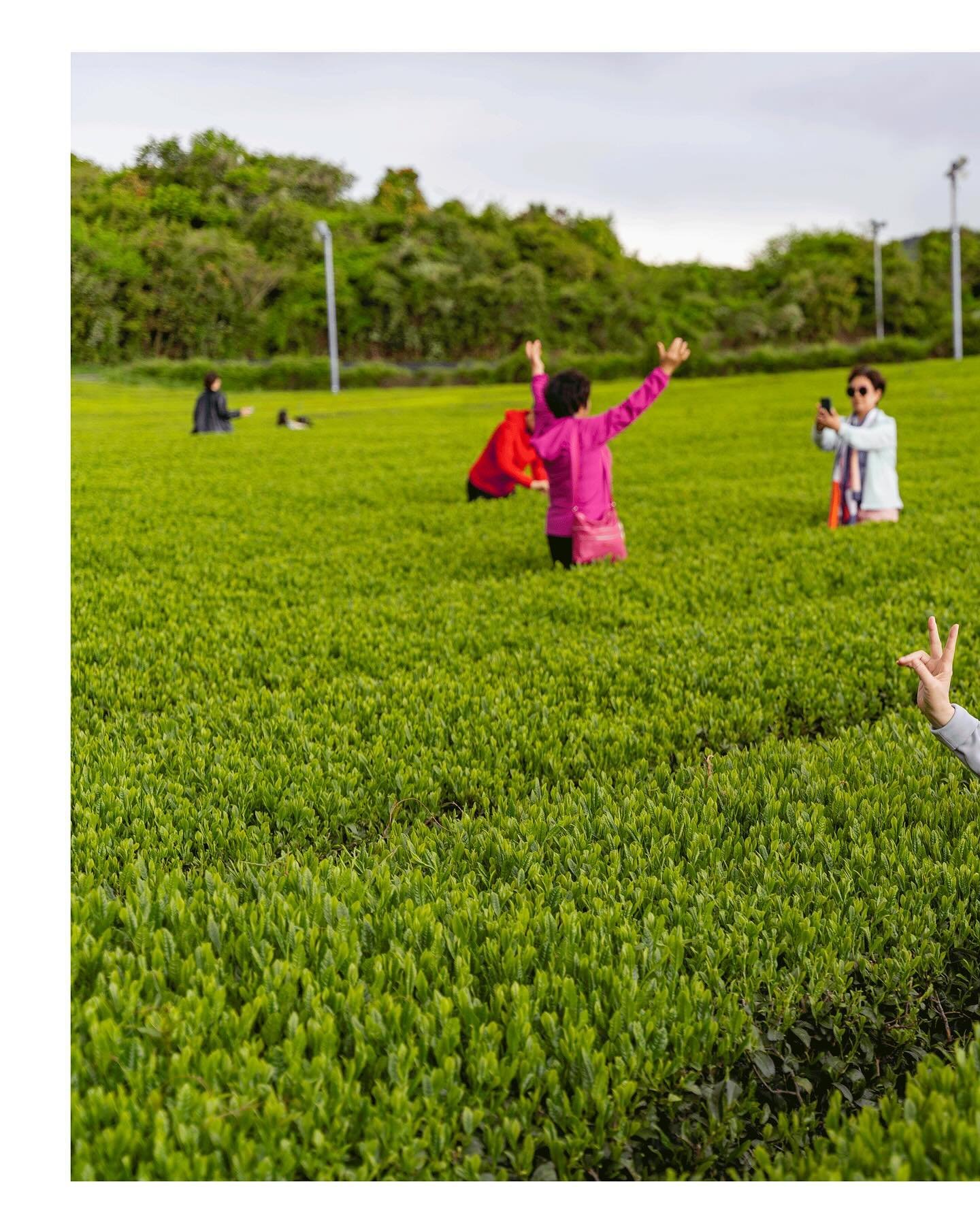 Green tea make me 🍵🍀🐸🦖🥬🐊🐲

🇰🇷Jeju island @osulloc_official 

#greentea #osulloc #jejuisland #제주도 #韓国 #southkorea #ig_korea #visitkorea #korea🇰🇷 #koreatravel