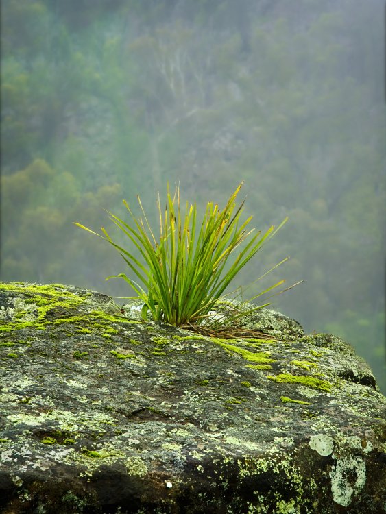 Moss Rock 3.jpeg