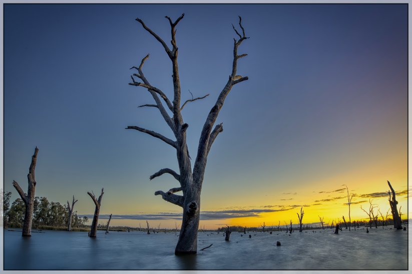 Mulwala Tree.jpeg