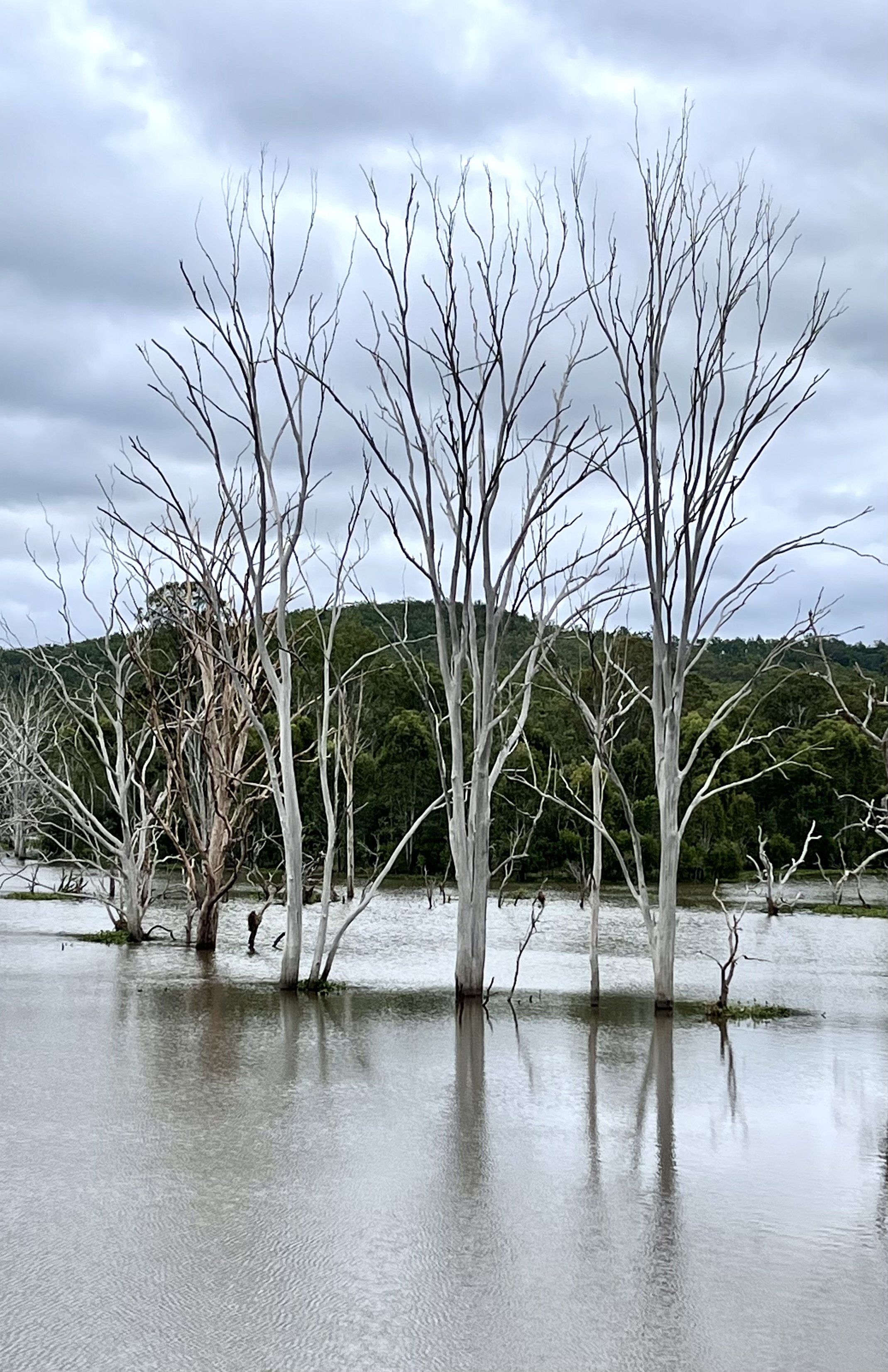 Water Trees.jpeg