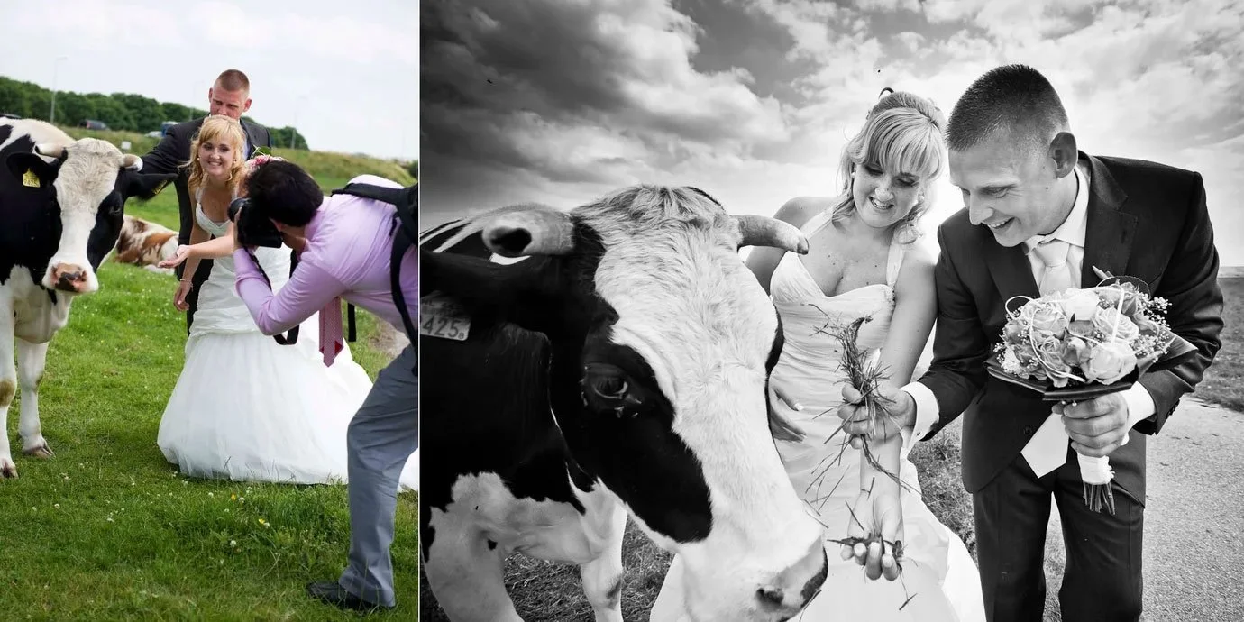 Een bruidspaar op een boerderij met koeien, de rechterkant in zwart-wil met een koe, de linker kant in kleur met een bruid en een fotograaf die foto's maken.