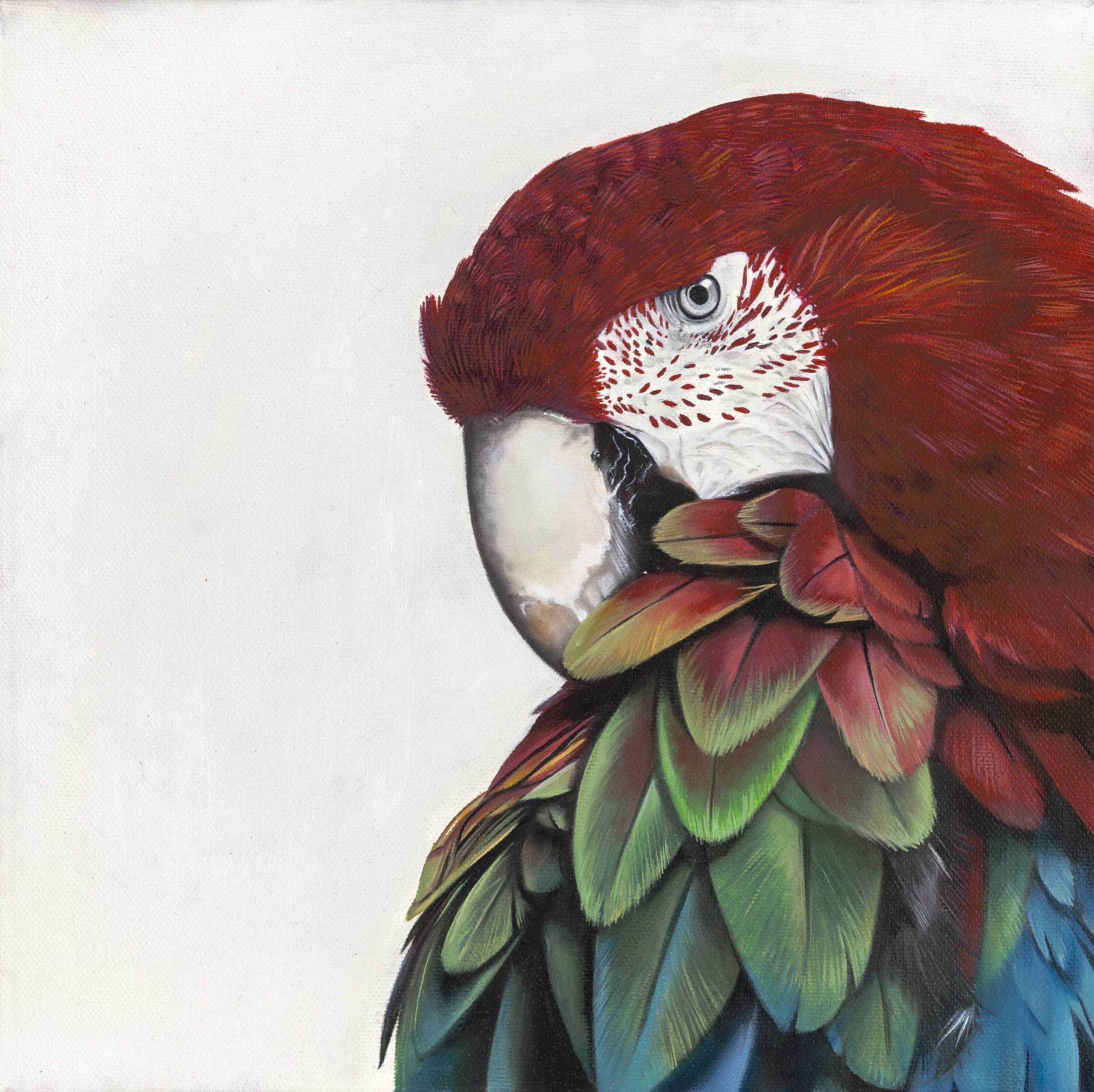 maccaw.jpg