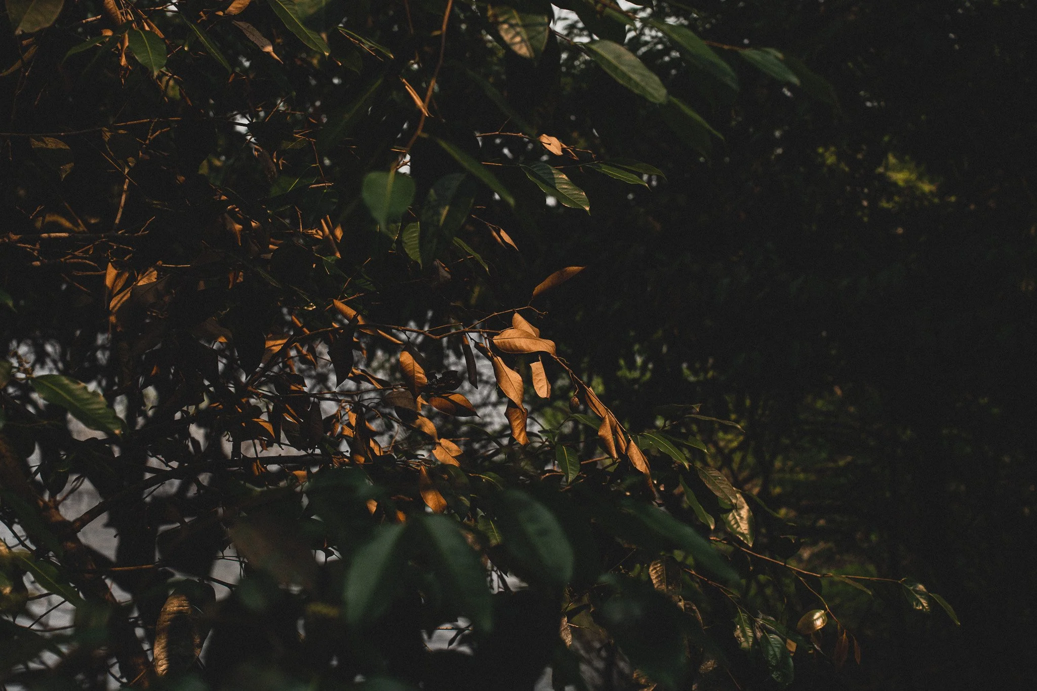 Golden A3 print*